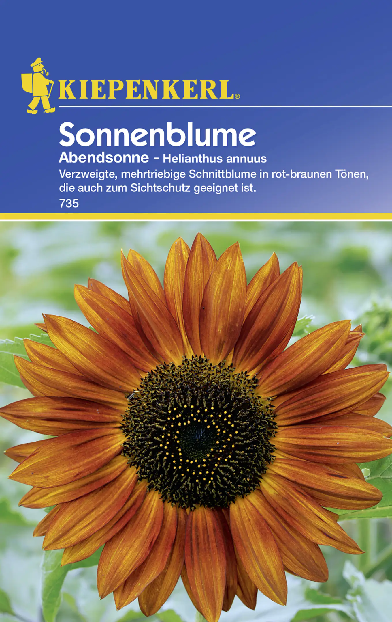 Kiepenkerl Sonnenblume Abendsonnne Helianthus annuus, Inhalt: ca. 20 Pflanzen