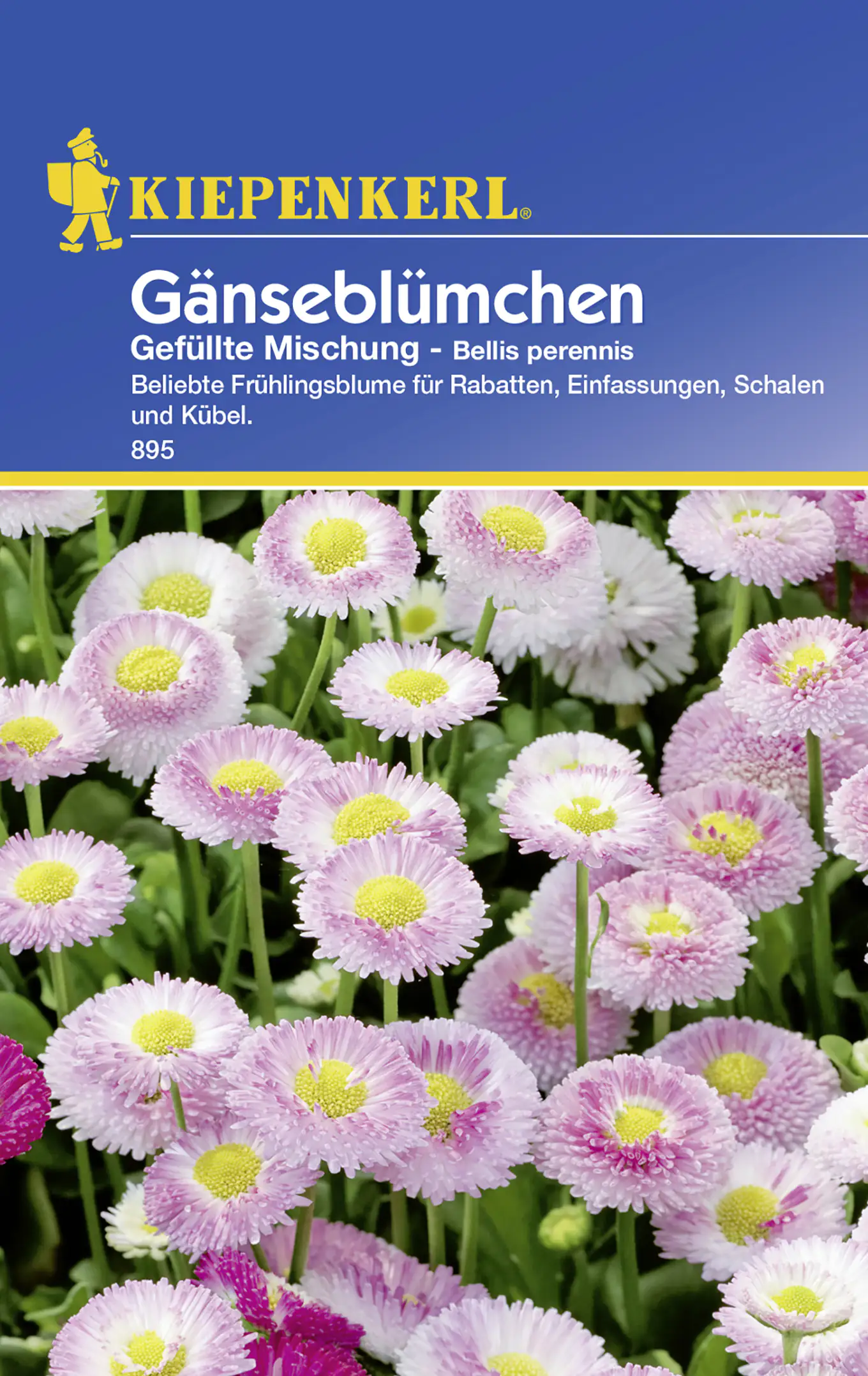 Kiepenkerl Gänseblümchen Gefüllte Mischung Bellis perennis, Inhalt: ca. 50 Pflanzen