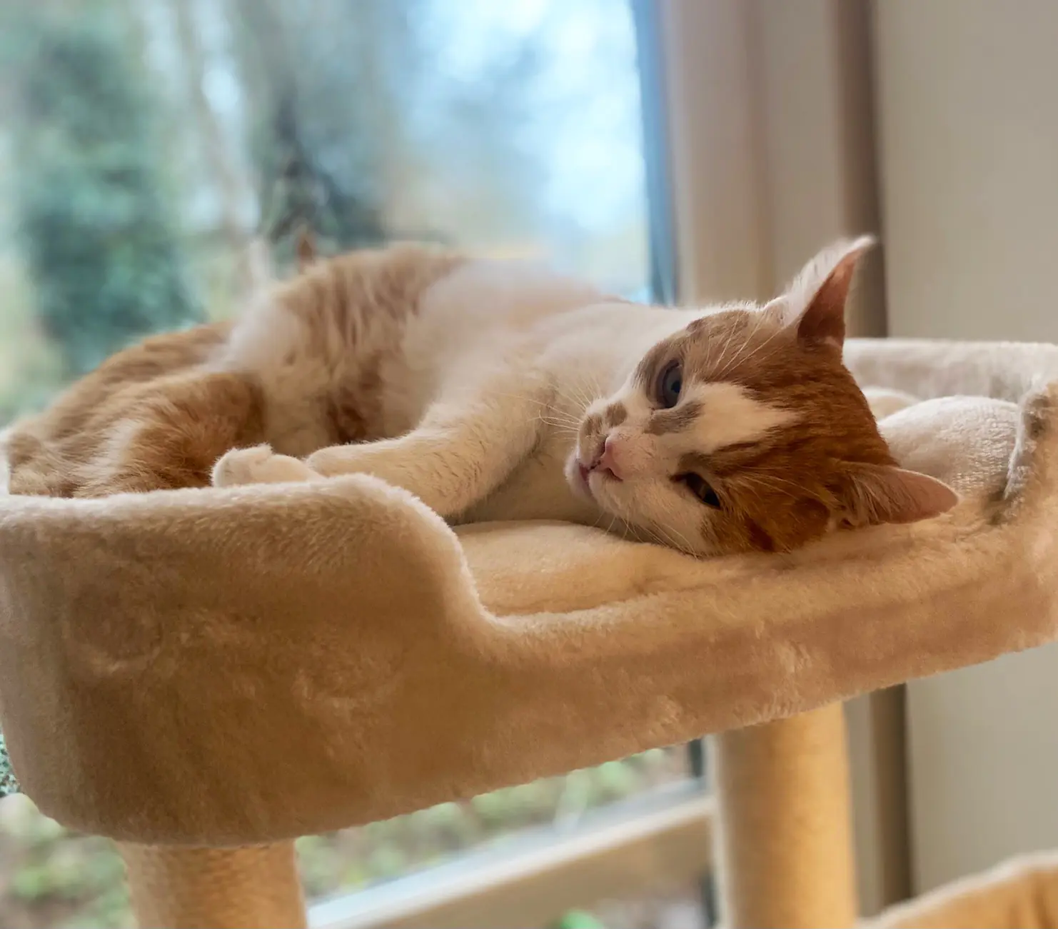 Nobby Kratzbaum Classic Zada H 145 cm cream Nobby Kratzbaum Classic Zada H 145 cm cream