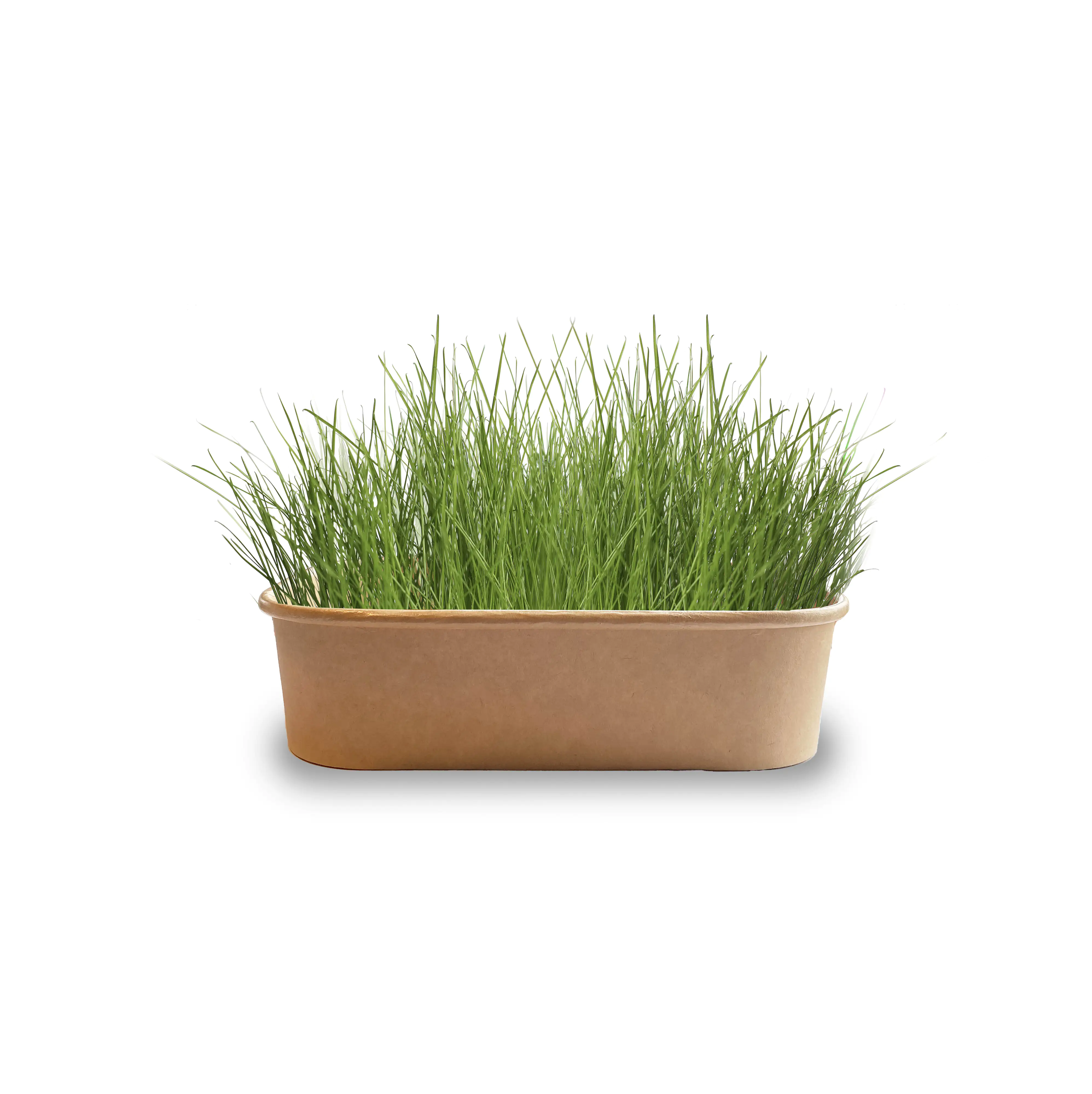 Baza Seeds Pet Buffet Avis für Gras Ziervögel Baza Seeds Pet Buffet Avis für Gras Ziervögel