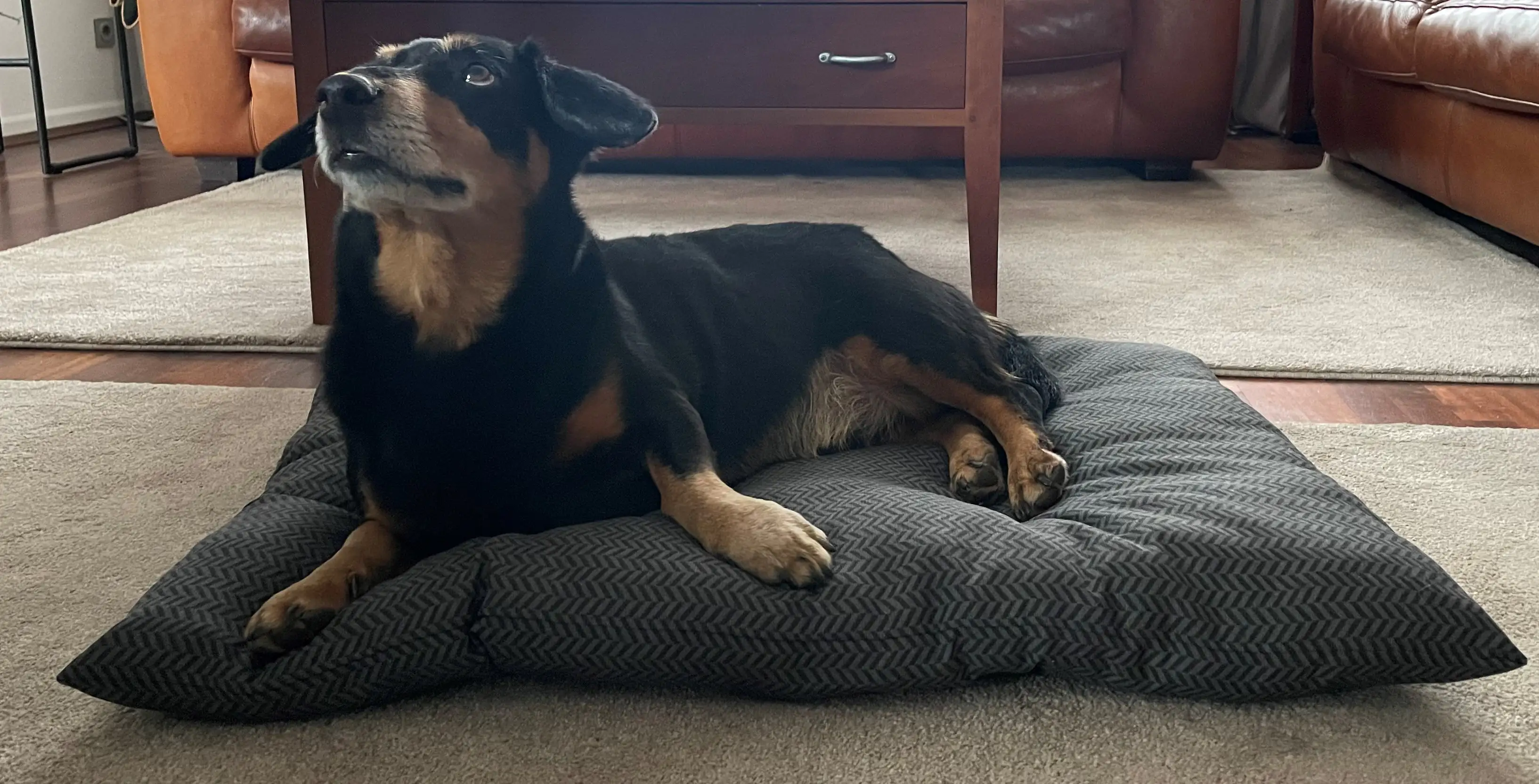 Ollesch Tierbett Lotta L 85 x B 60 cm grau