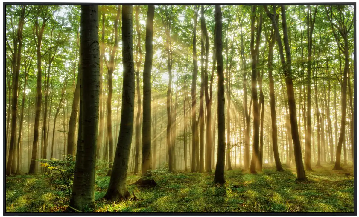 papermoon Infrarotheizkörper EcoHeat 90x120 cm 1200 Watt, Wald Morgensonne