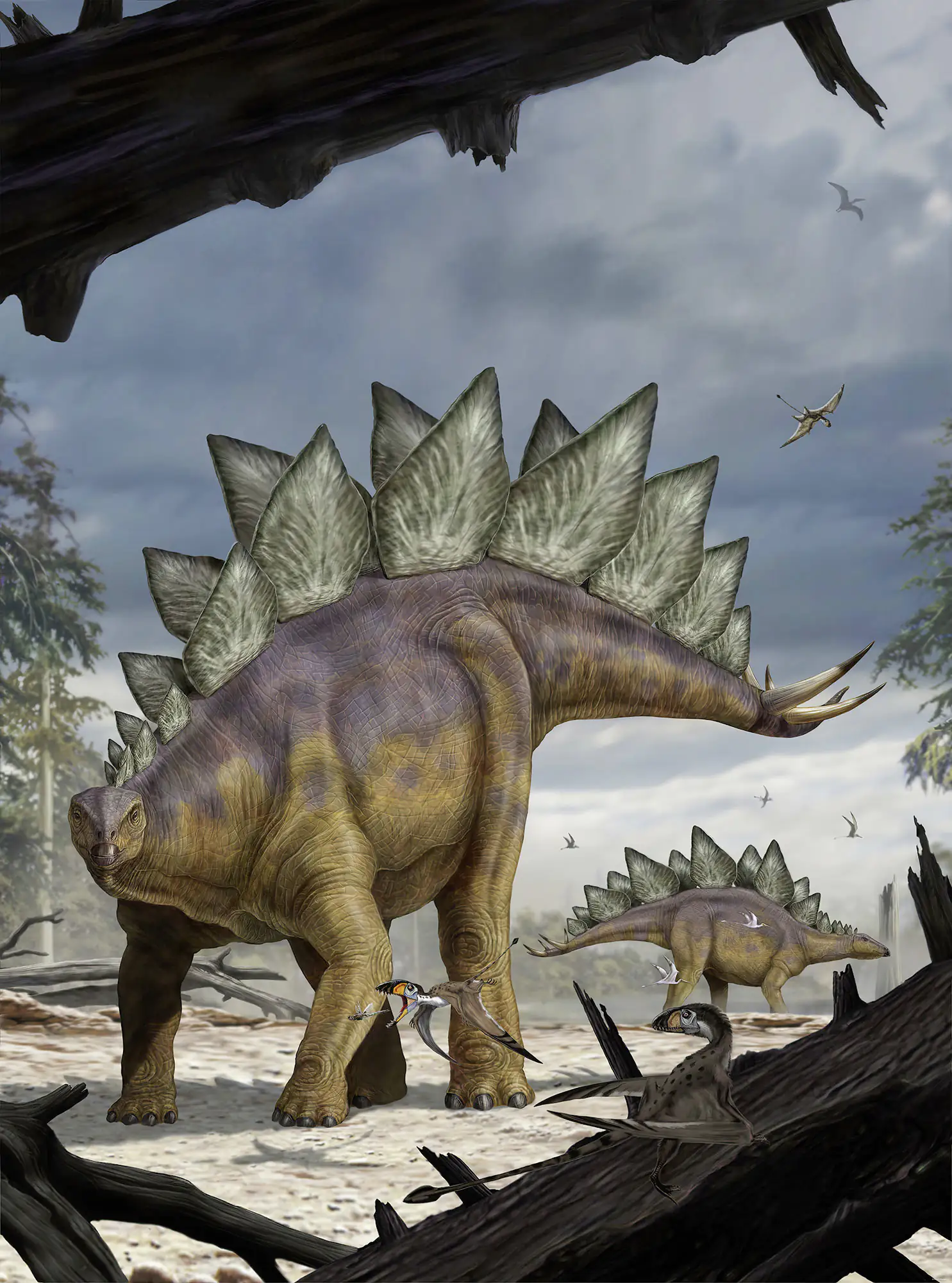 Komar Vlies Fototapete Stegosaurus 184 x 248 cm 
