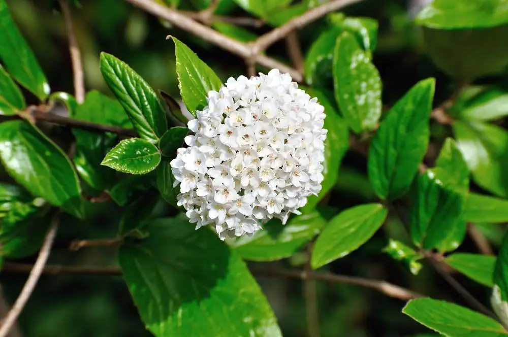 Prachtspiere 3 l Container