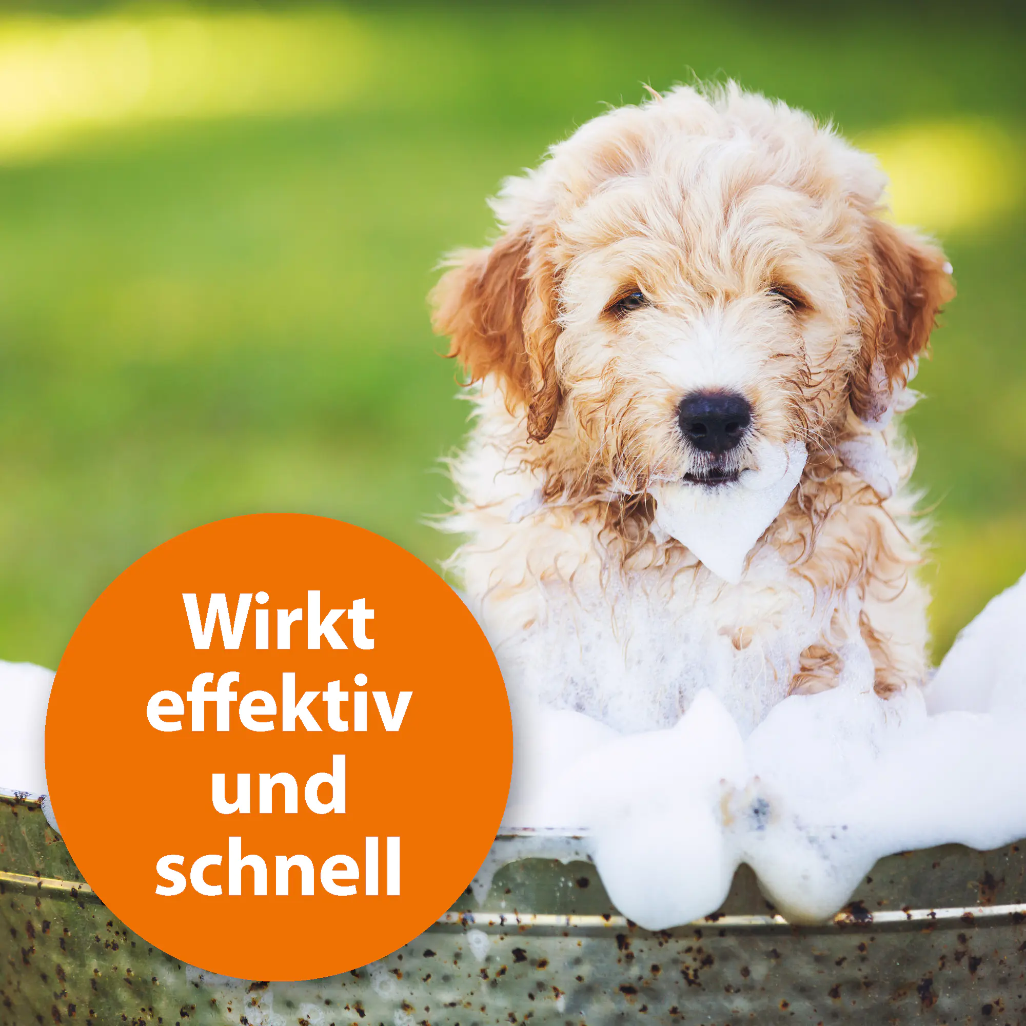 ARDAP Anti–Floh Shampoo für Hunde 250 ml ARDAP Anti–Floh Shampoo für Hunde 250 ml