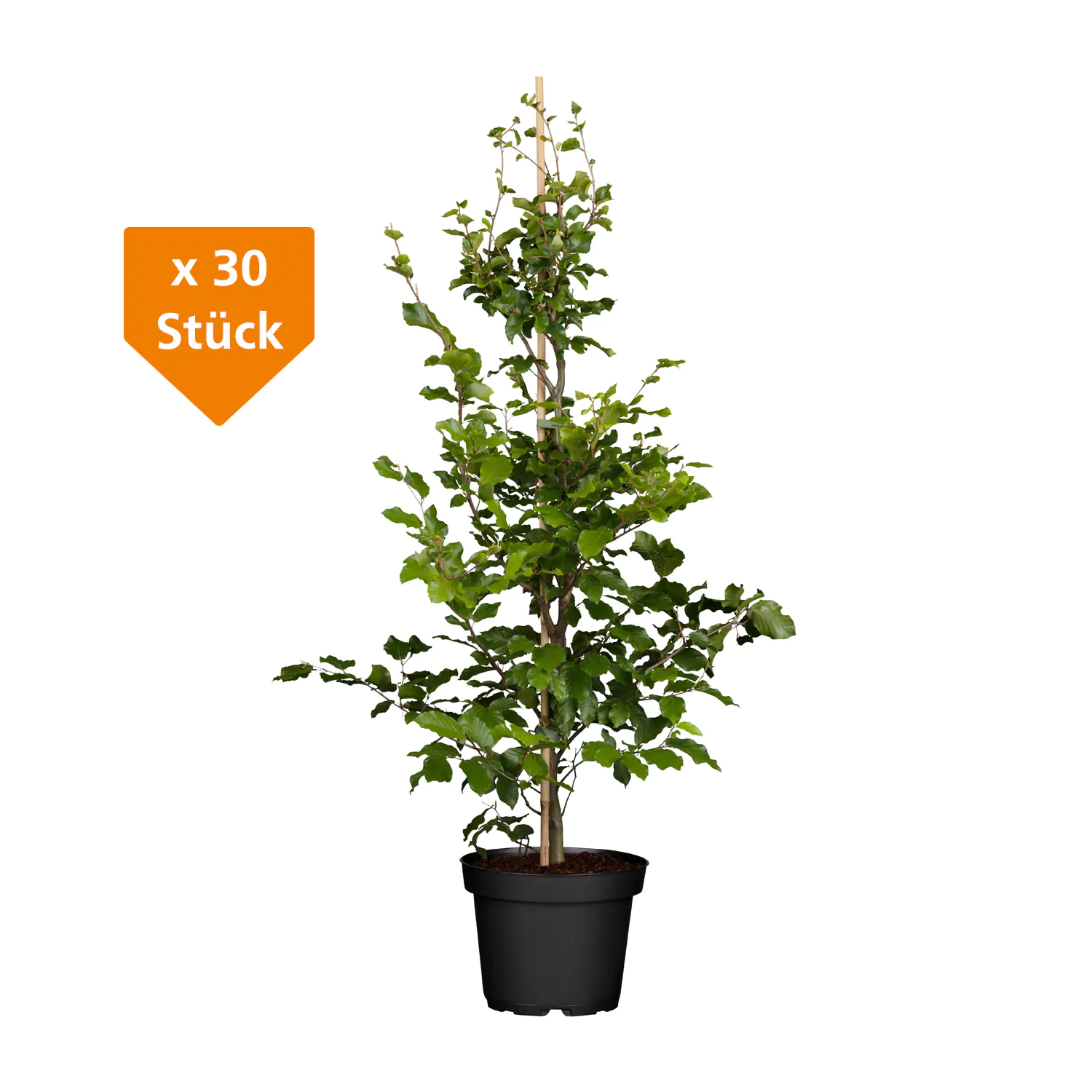 Rotbuche Fagus sylvatica H 175 - 200 cm, 30 Stück Rotbuche Fagus sylvatica H 175 - 200 cm, 30 Stück