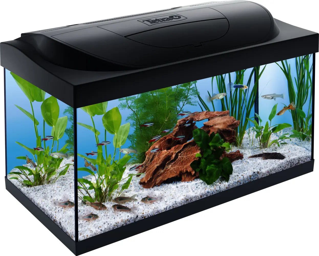 Tetra Aquarium-Komplettset LED Kleine Forscher 54 L schwarz