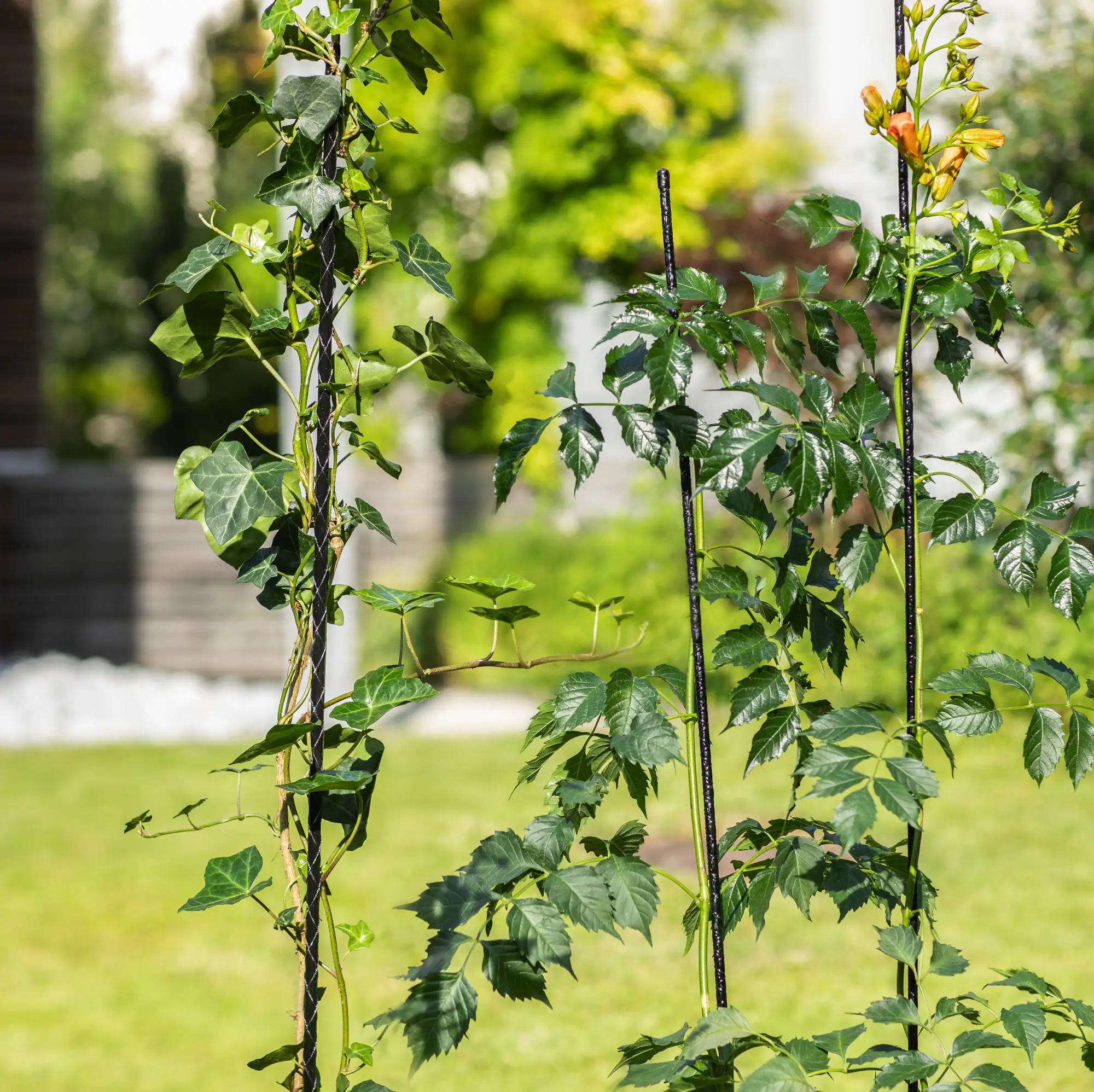 Windhager Pflanzstab 150 cm, antharzit