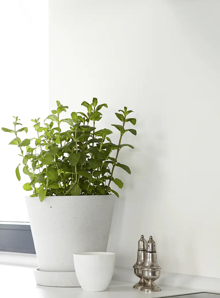 Alpina Feine Farben Wandfarbe No. 04 Zeit der Eisblumen - kühles blassgrau 2,5 L