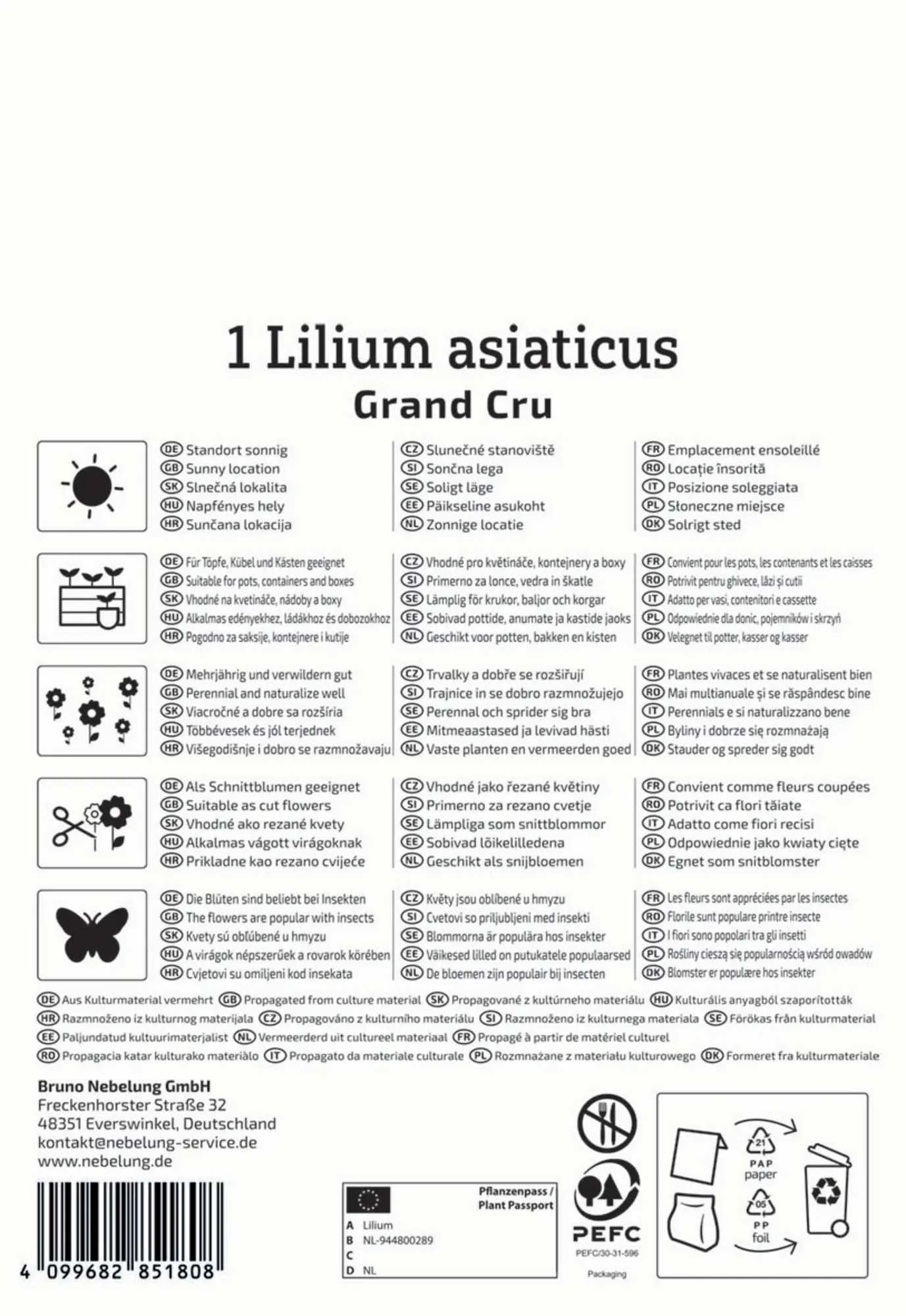 Kiepenkerl Herbstblumenzwiebel Asiatische Lilie Grand Cru 1 Stück