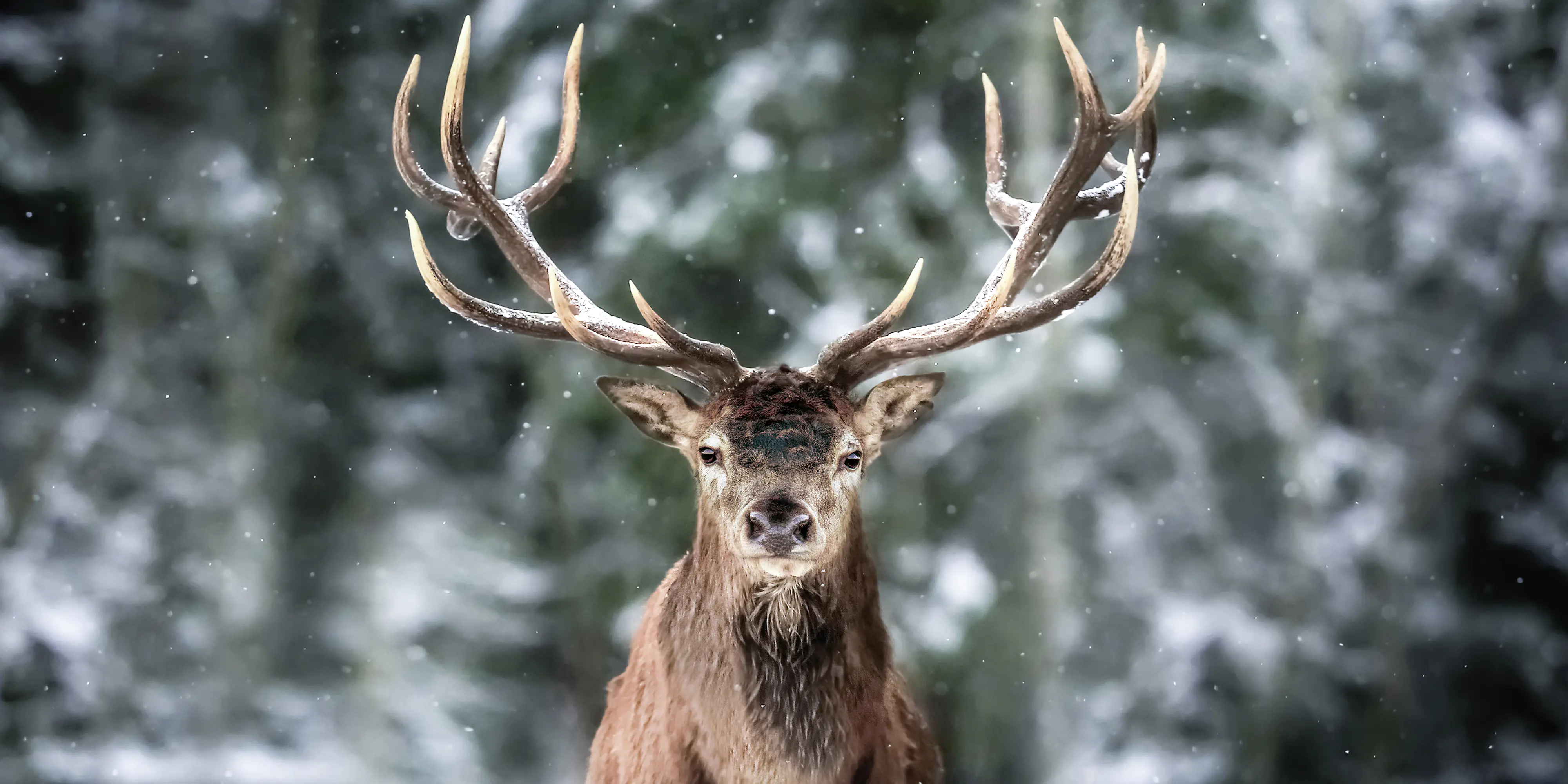 Keilrahmenbild Hirsch 90 x 45 cm