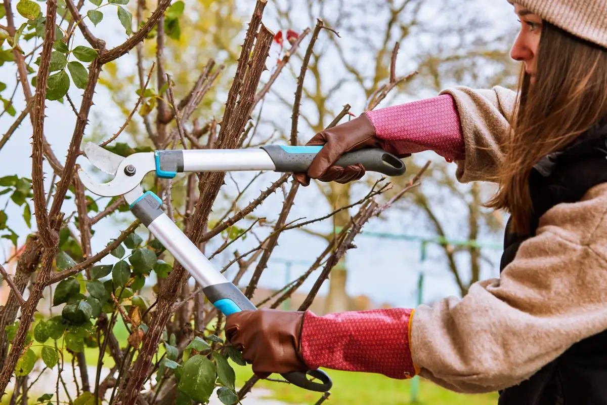 Gebol Handschuh Damascena  