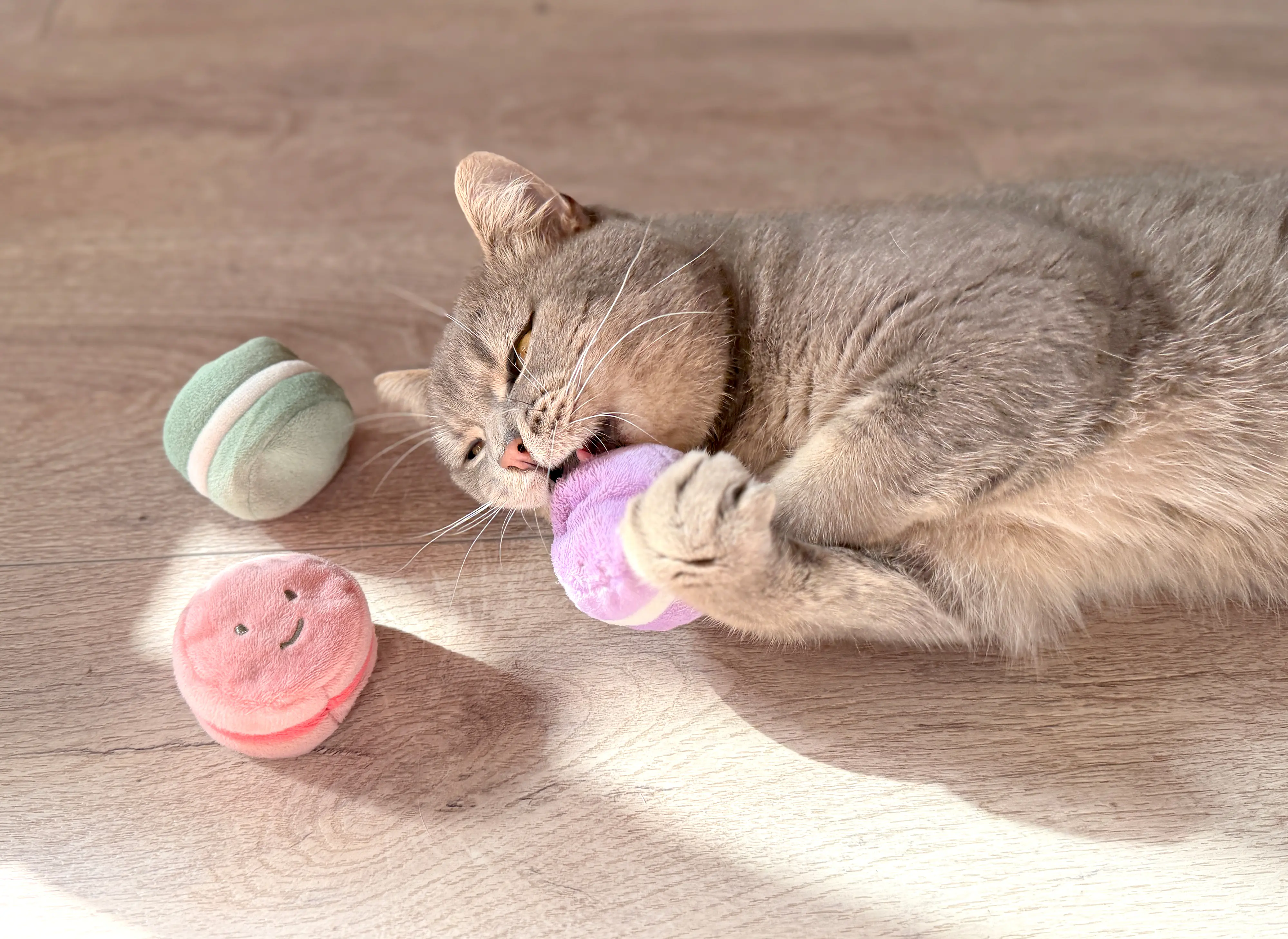Aumüller Katzenspielzeug Macarons 5 x 4 cm 3er Pack mehrfarbig