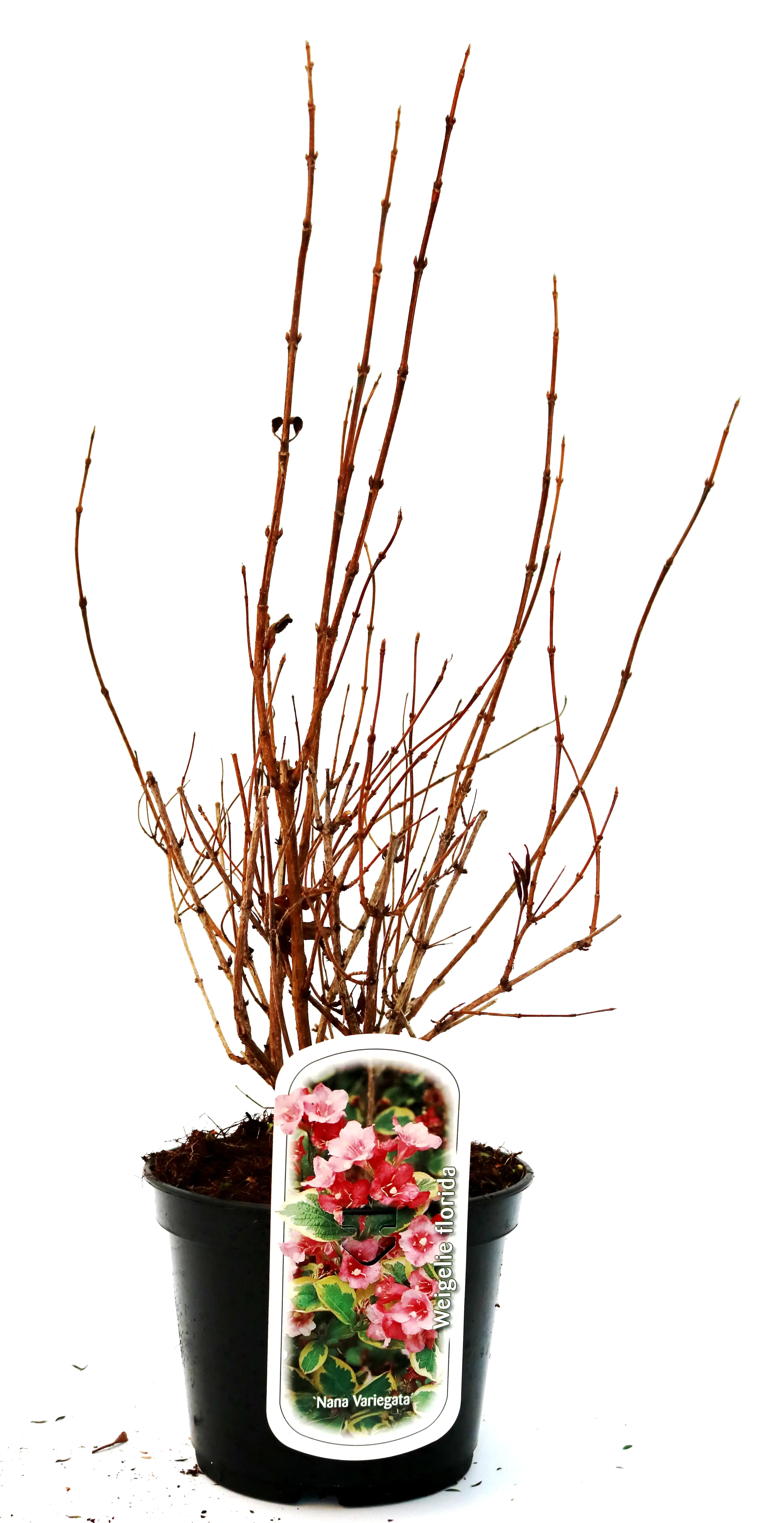 Buntblättrige Weigelie 3 l Container
