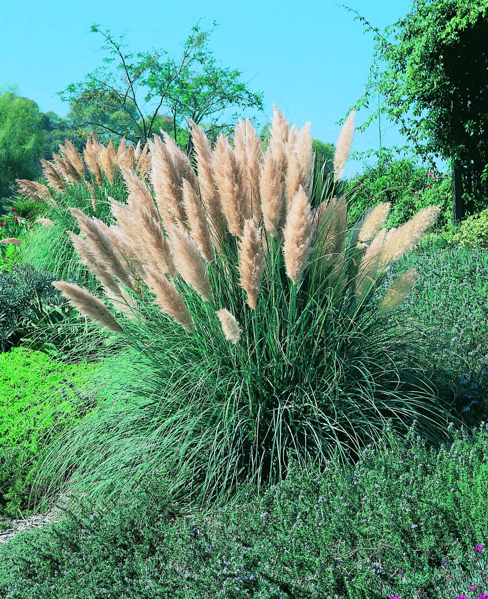 Pampasgras Pumilia 5 l Container