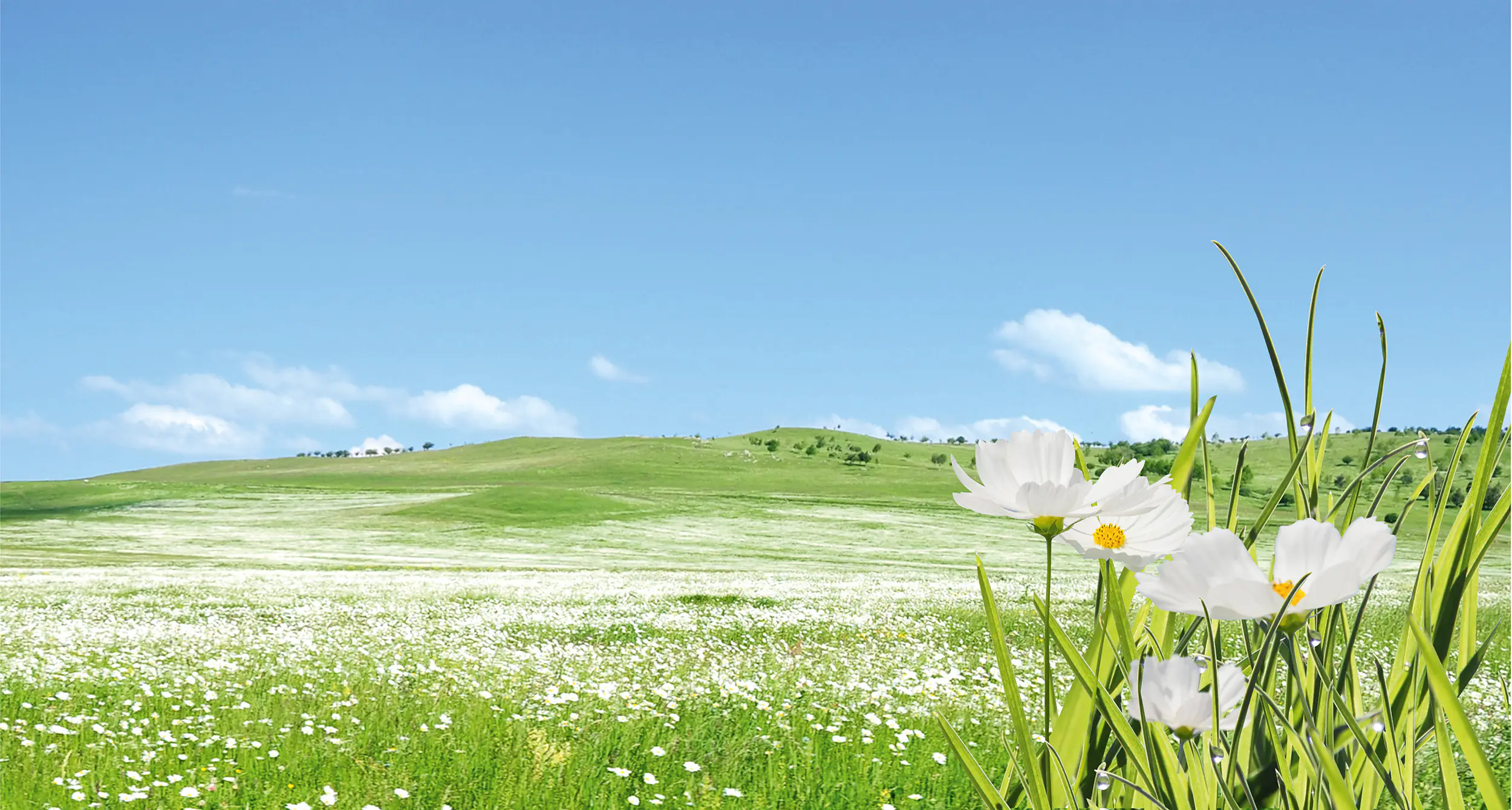 Pronatur Mineralfarbe Innenweiß 10 L weiß Pronatur Mineralfarbe Innenweiß 10 L weiß