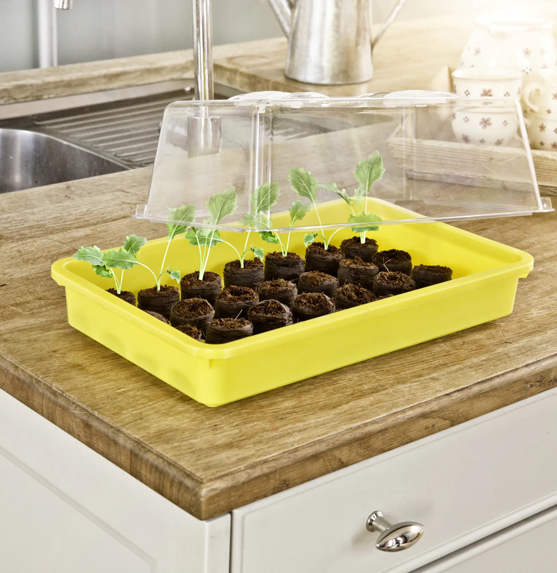 9003117055841_3 Windhager Saatschale 38 x 24 x 6 cm gelb