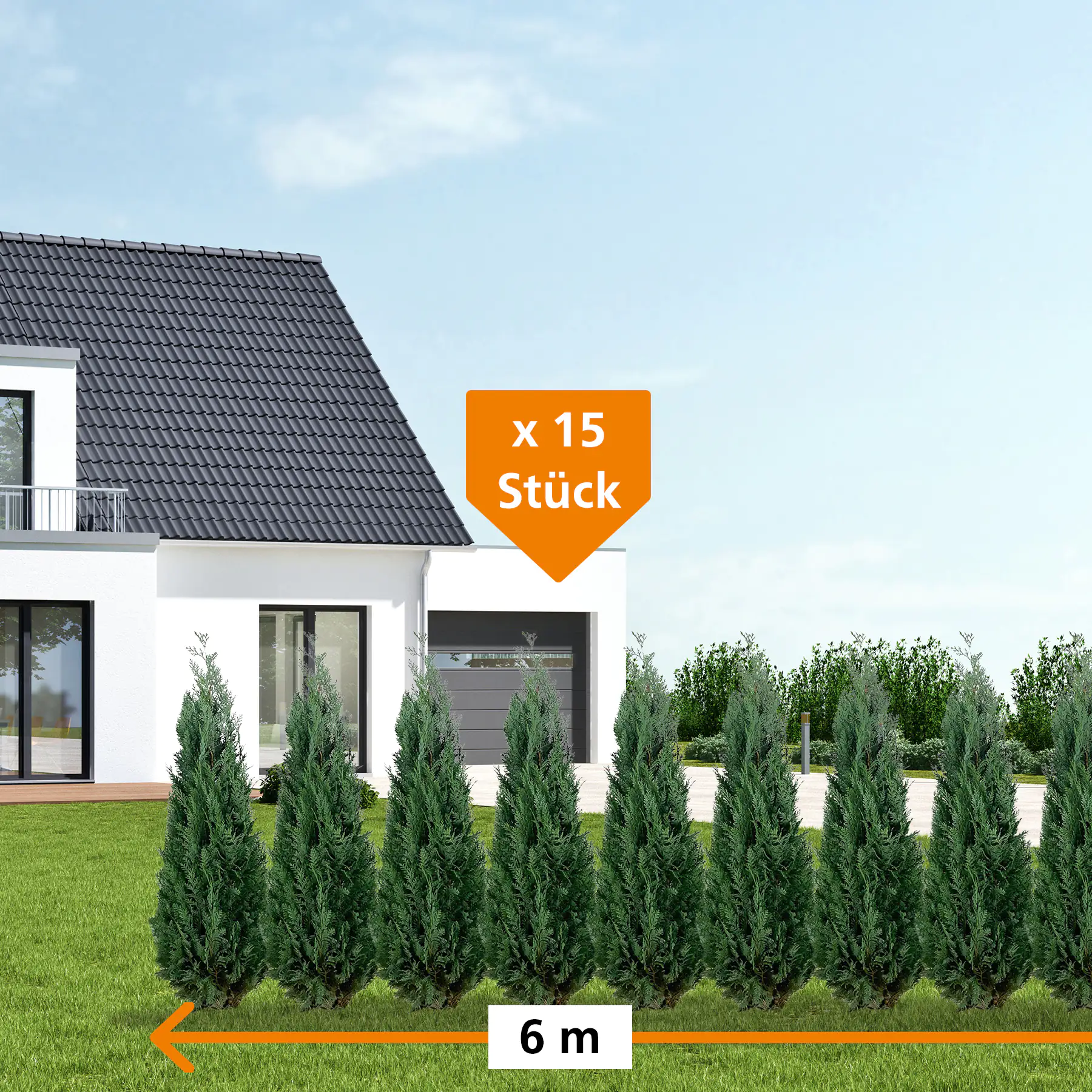 Blaue Scheinzypresse Cham. law. column. Glauca H 140 - 160 cm, 15 Stück