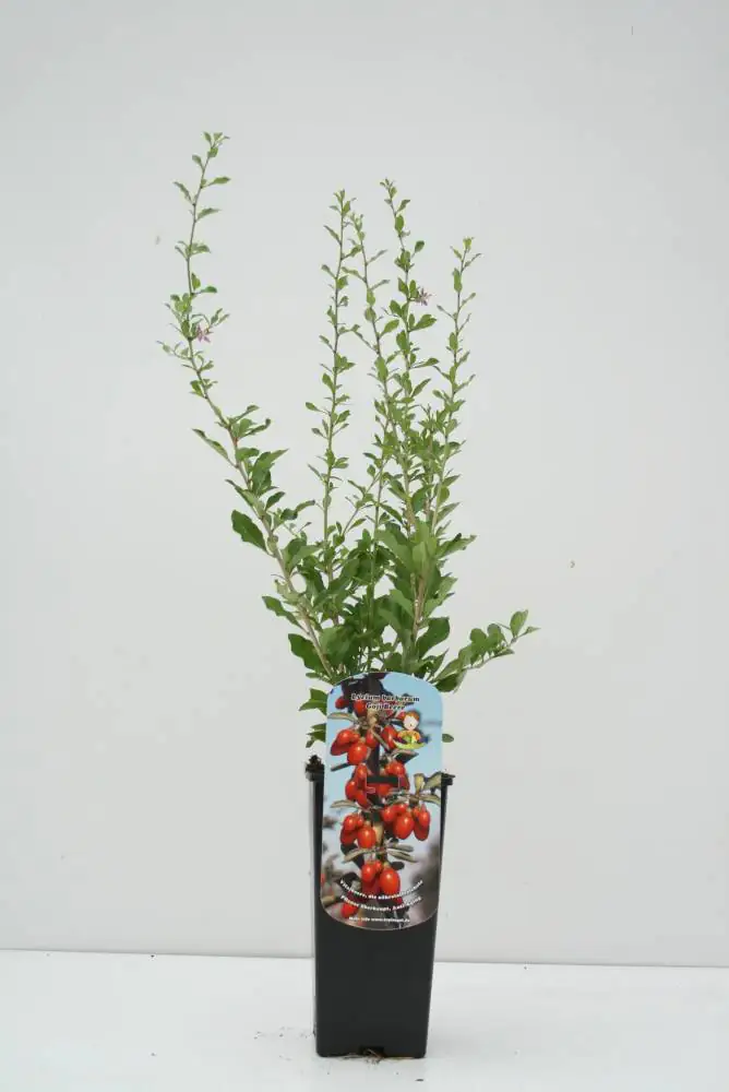 Wellnessobst Chinesischer Bocksdorn 2 L Container