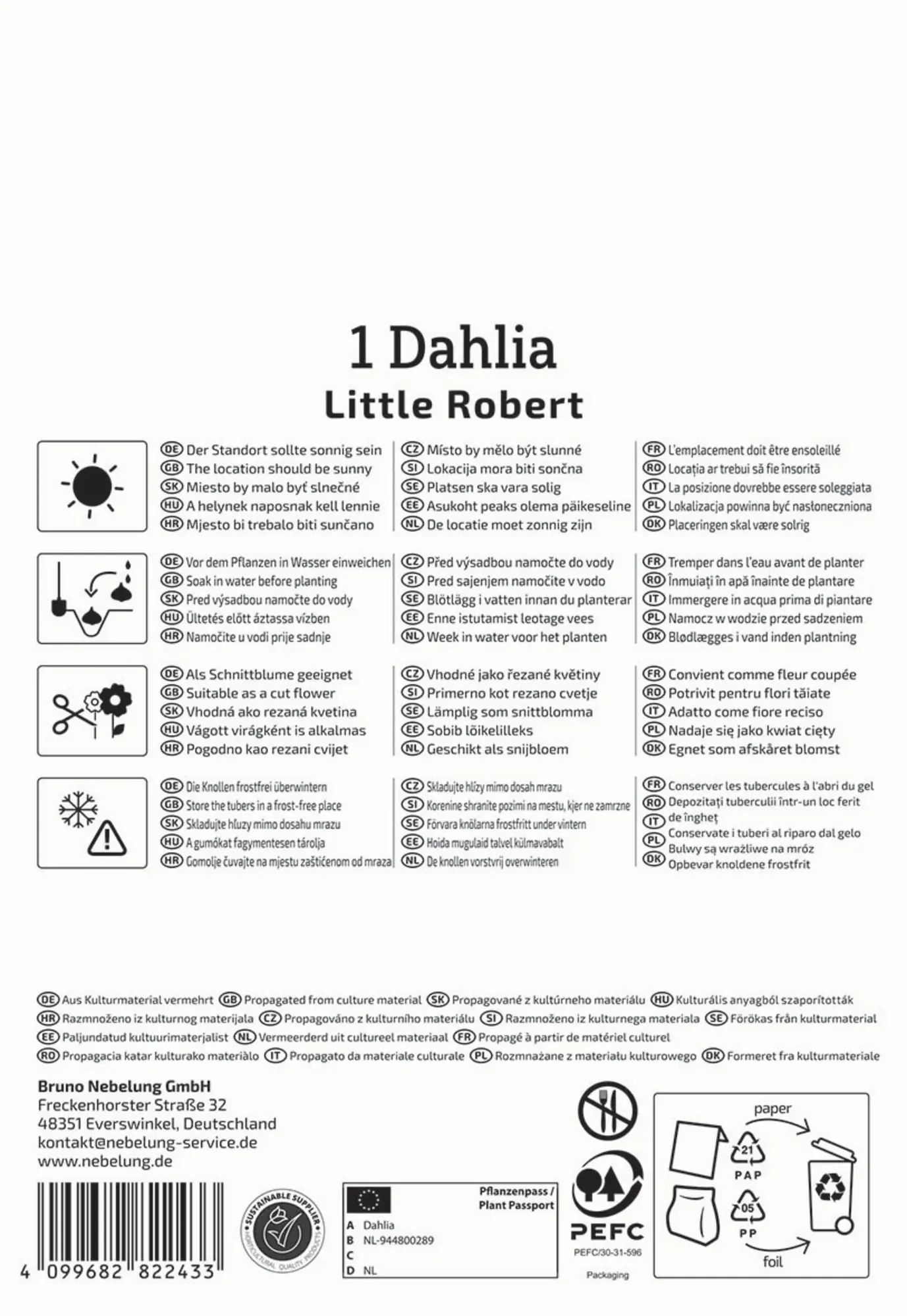 Kiepenkerl Frühjahrsblumenzwiebel Pompon-Dahlie Little Robert 1 Stück