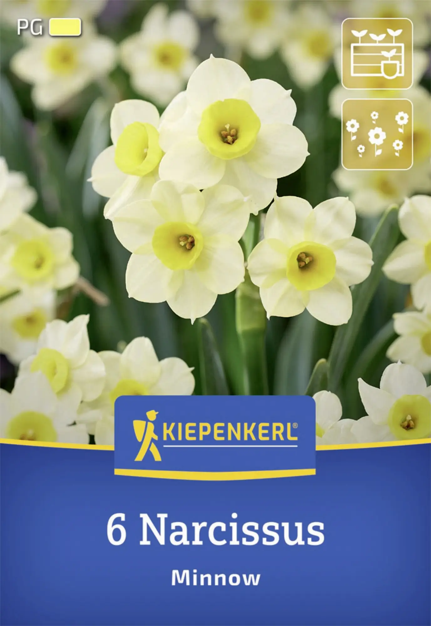 Kiepenkerl Herbstblumenzwiebel Tazetten-Narzisse Minnow 6 Stück