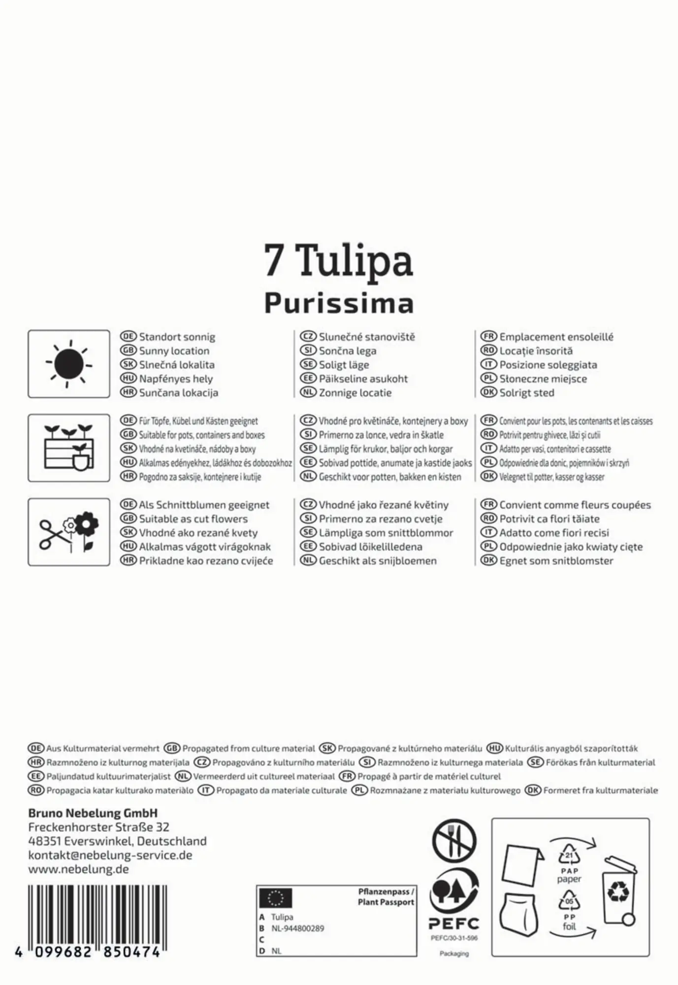Kiepenkerl Herbstblumenzwiebel Fosteriana-Tulpe Purissima 7 Pflanzen