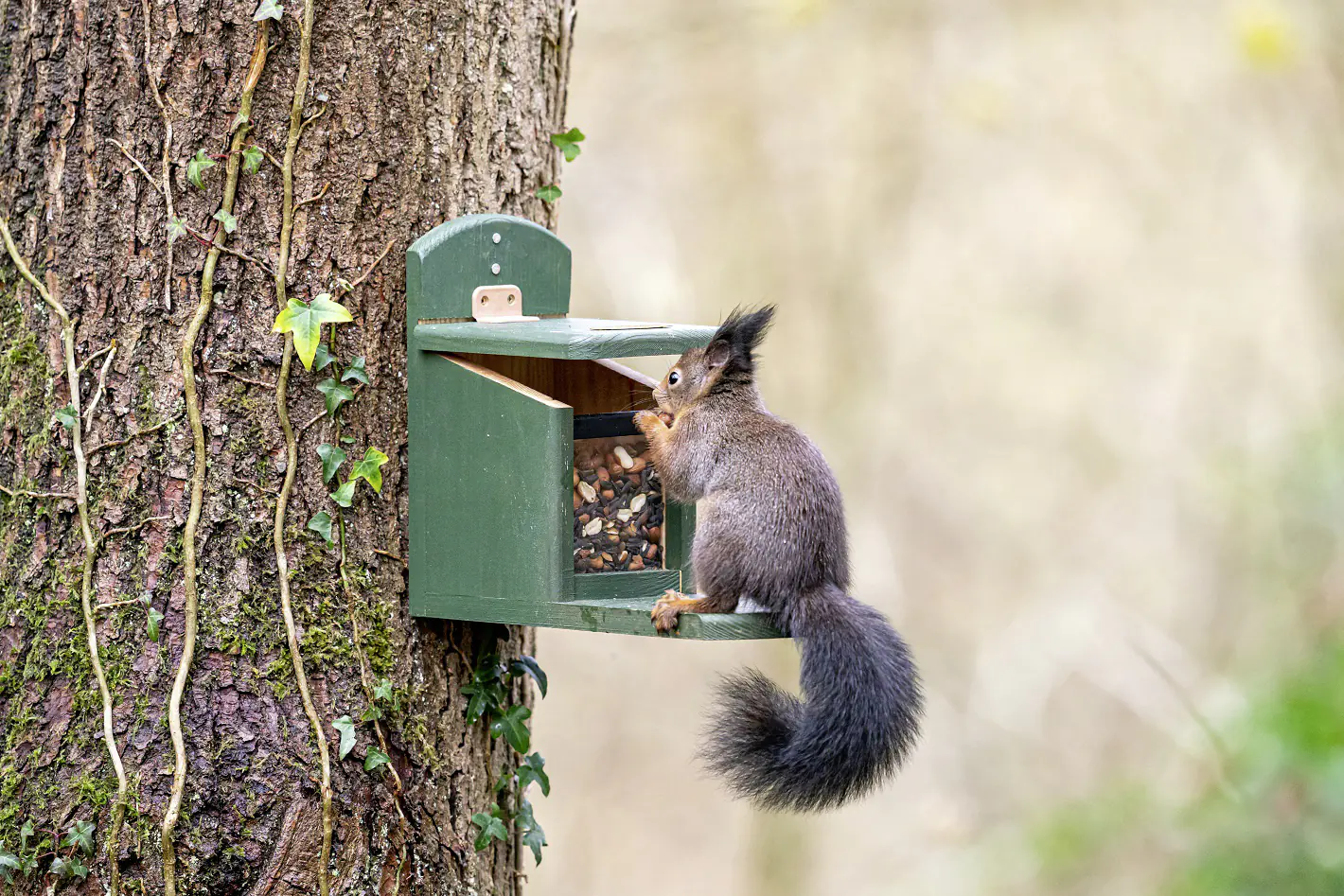 CJ Wildlife Eichhörnchen Futterautomat Tofino grün LxBxH: ca. 30x13x22,5 cm