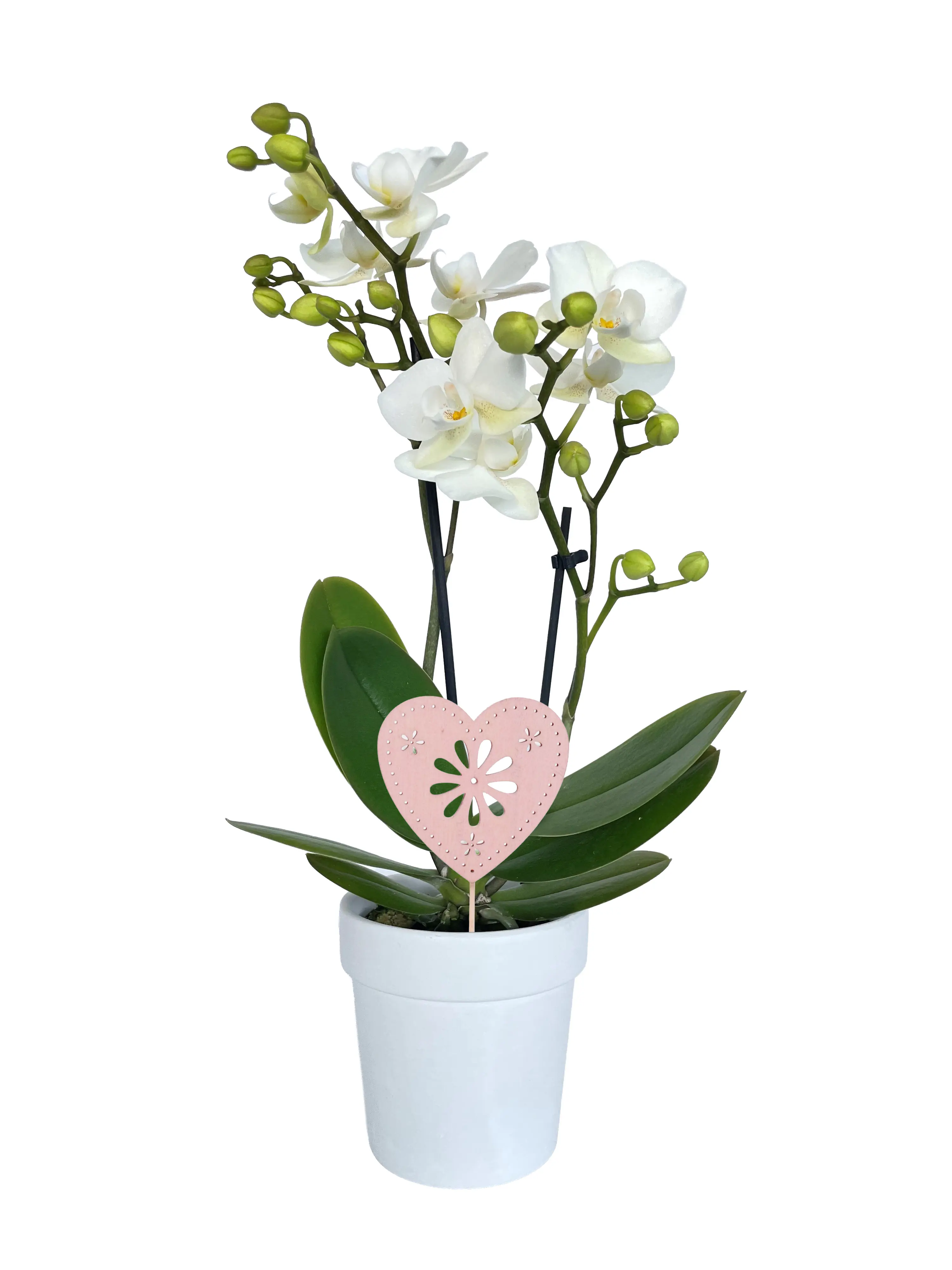 Schmetterlingsorchidee Phalaenopsis im 7 cm Keramiktopf mit Deko zum Valentinstag