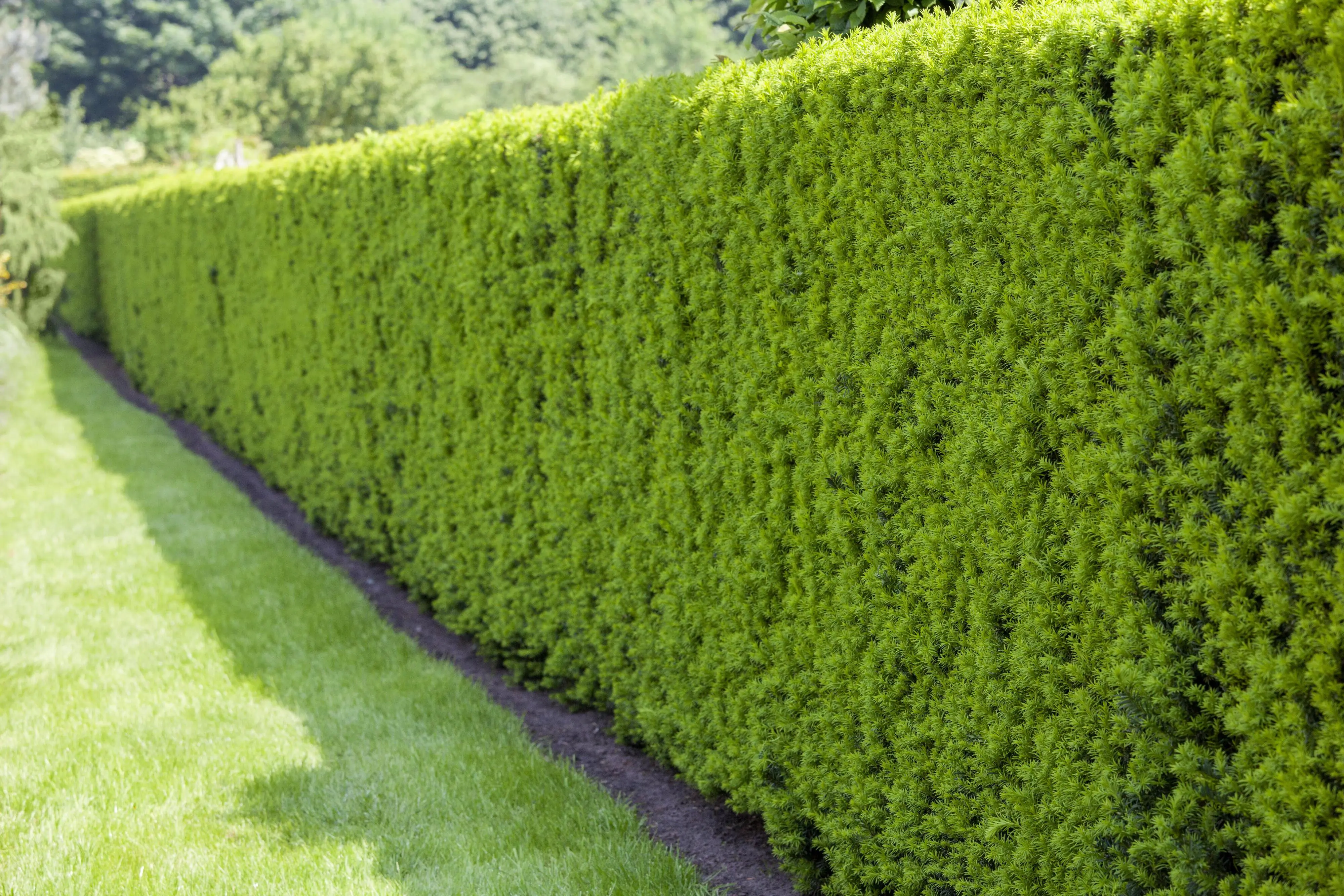 Heimische Eibe Taxus baccata H 100 - 120 cm, 20 Stück