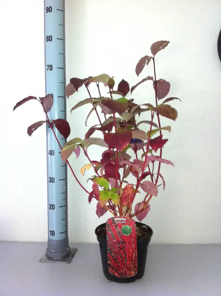 Rotholz Hartriegel 3 L Container