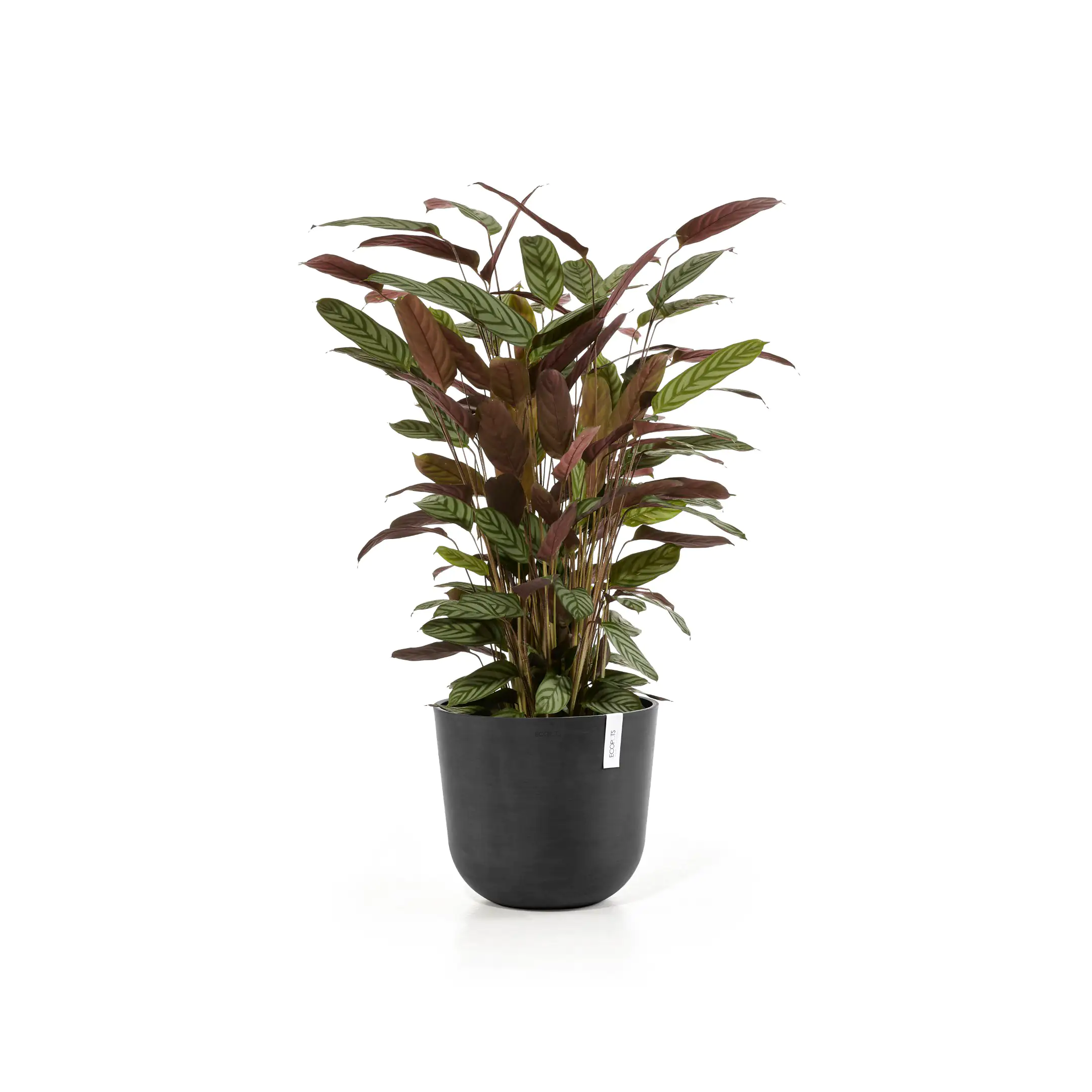 Ecopots Pflanztopf Oslo Ø 35 x 30,5 cm dunkelgrau Ecopots Pflanztopf Oslo Ø 35 x 30,5 cm dunkelgrau