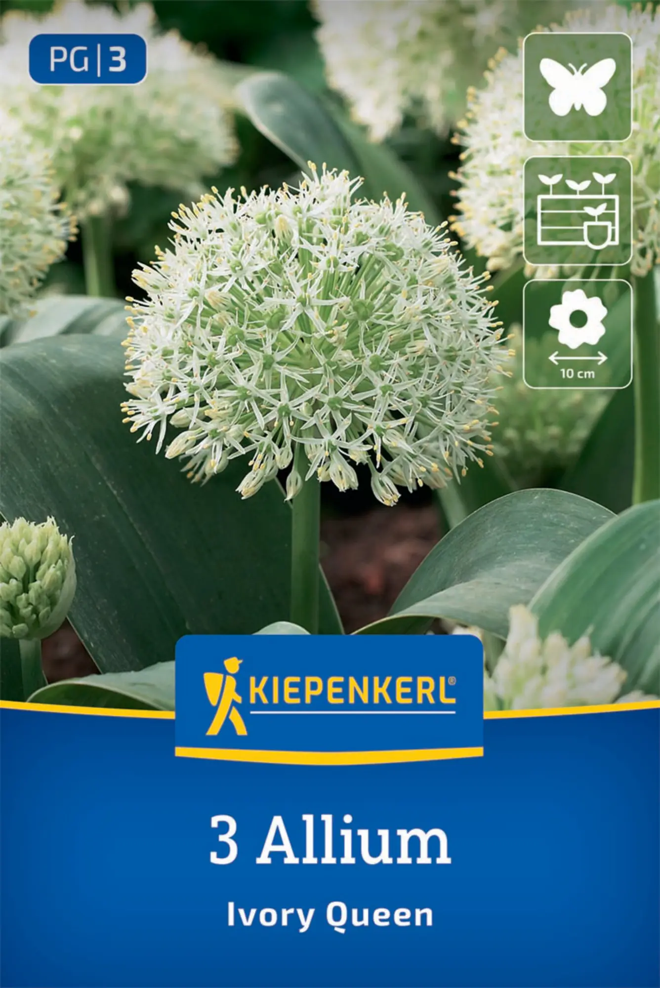 Kiepenkerl Herbstblumenzwiebel Zierlauch Allium Ivory Queen 3 Stück