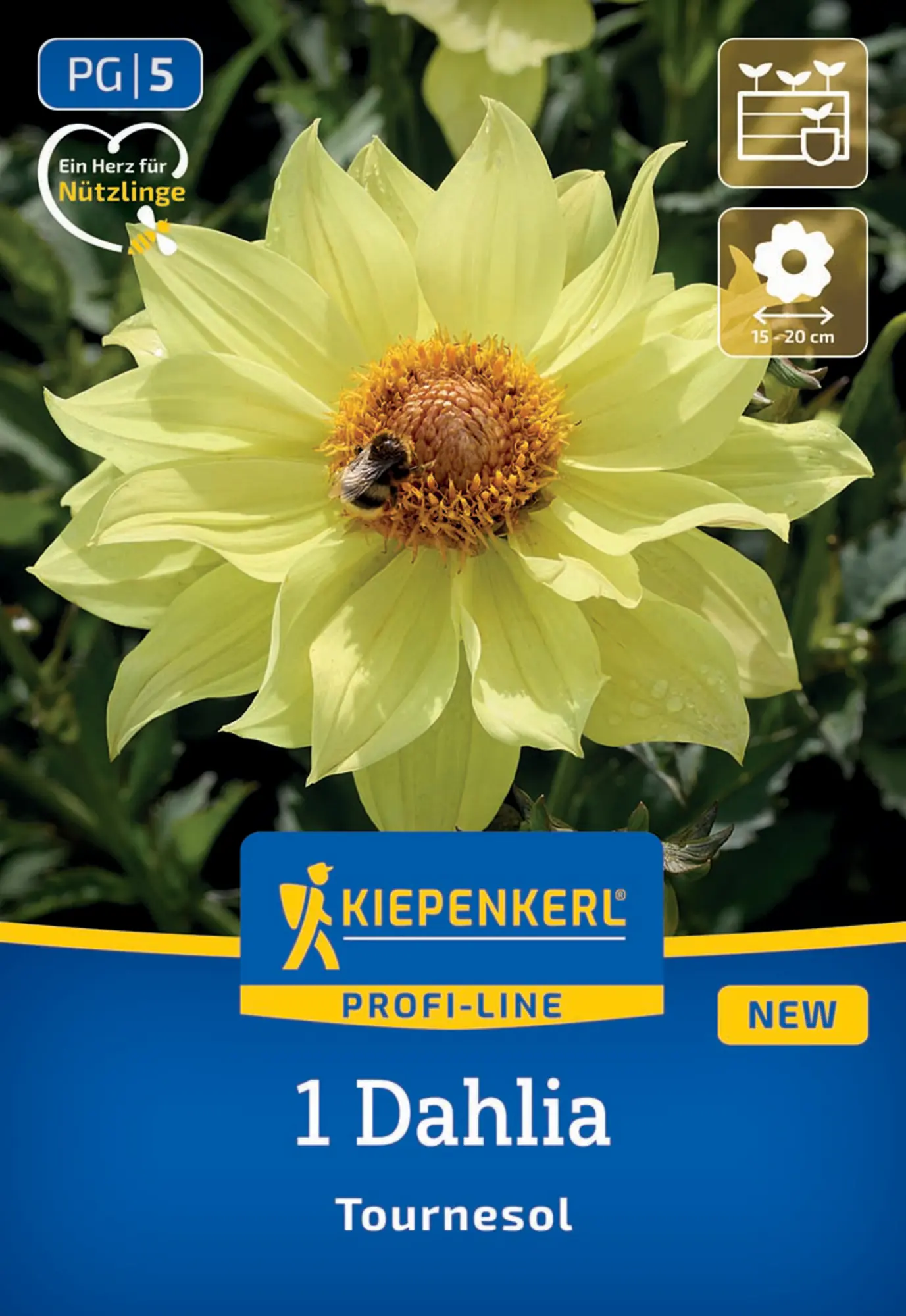 Kiepenkerl Profi-Line Frühjahrsblumenzwiebel Einfachblühende Dahlie Tournesol 1 Stück