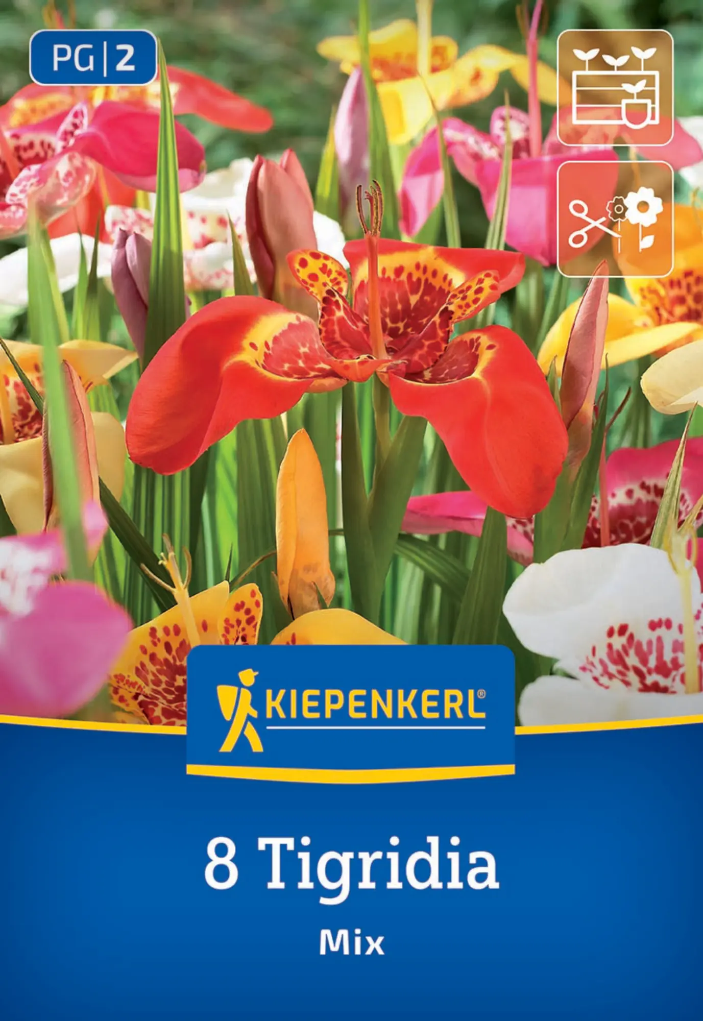 Kiepenkerl Saatgut Tigerblume Mischung für ca. 8 Pflanzen