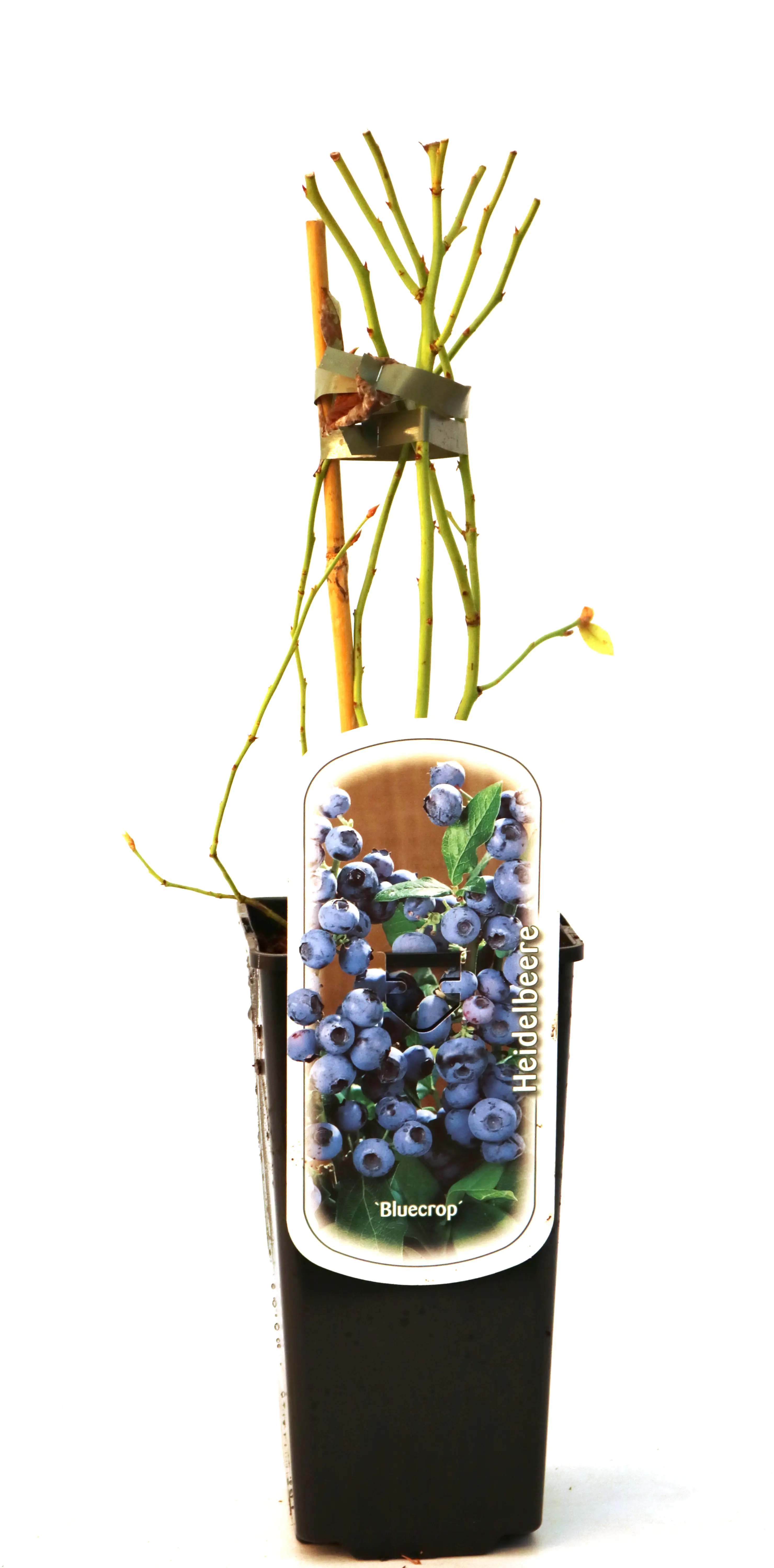 4029395050311 Obststrauch Heidelbeere H ca 45 cm 2 L Eckcontainer