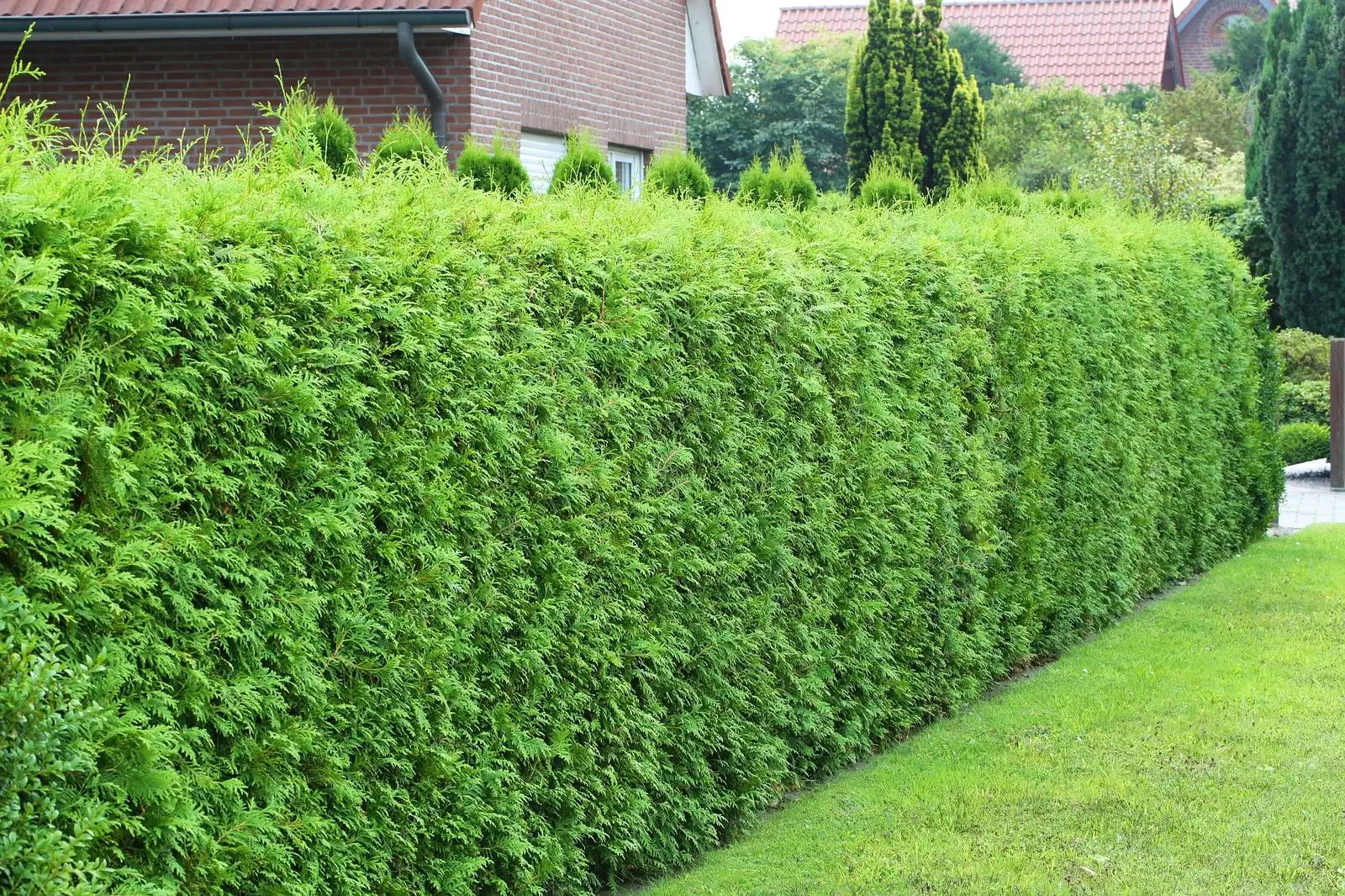 Lebensbaum Brabant Thuja occidentalis H 40 - 60 cm 2 L Container