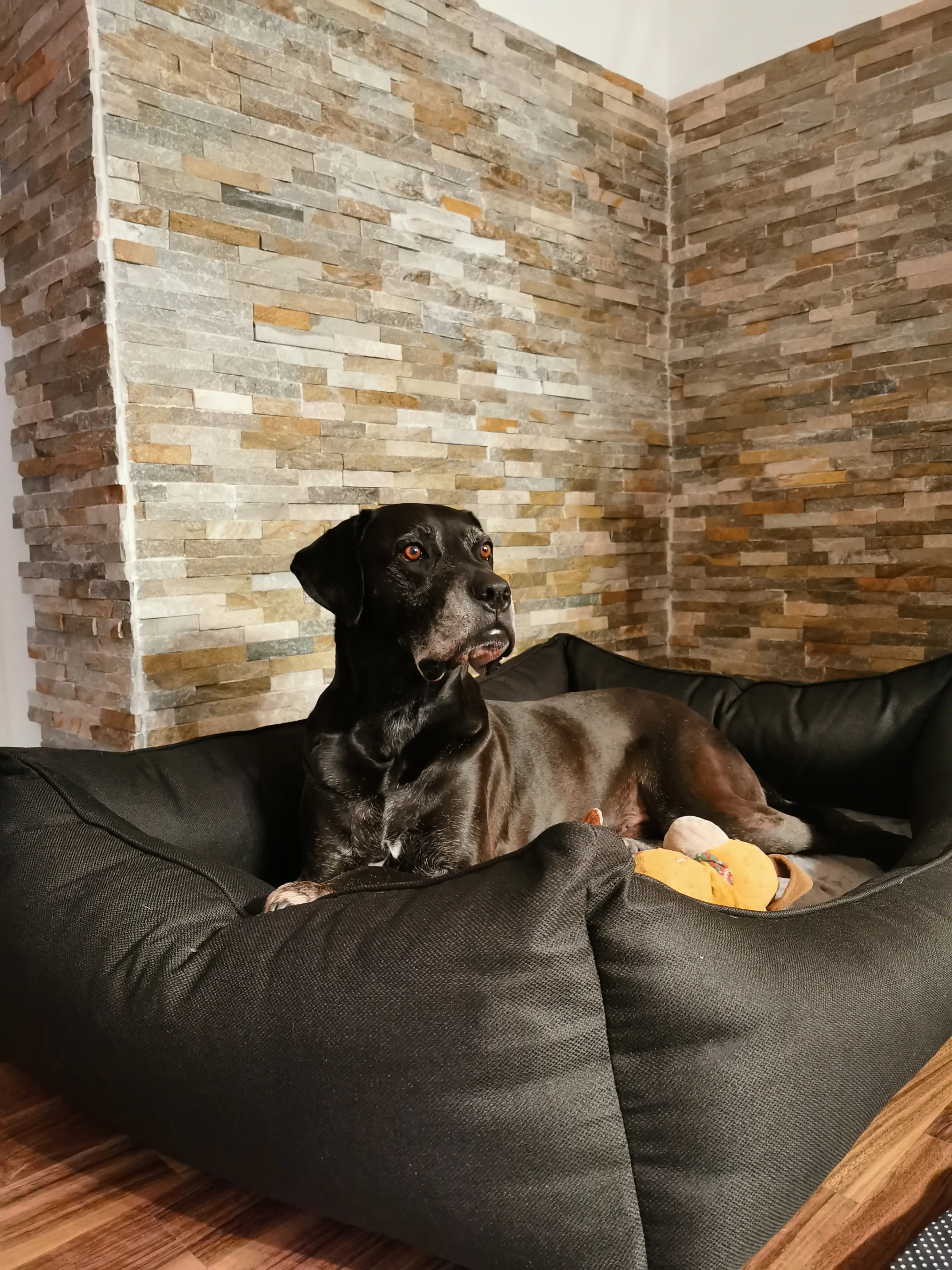 Lebon Orthopädisches Hundebett Noah Plus eckig schwarz Lebon Orthopädisches Hundebett Noah Plus eckig schwarz