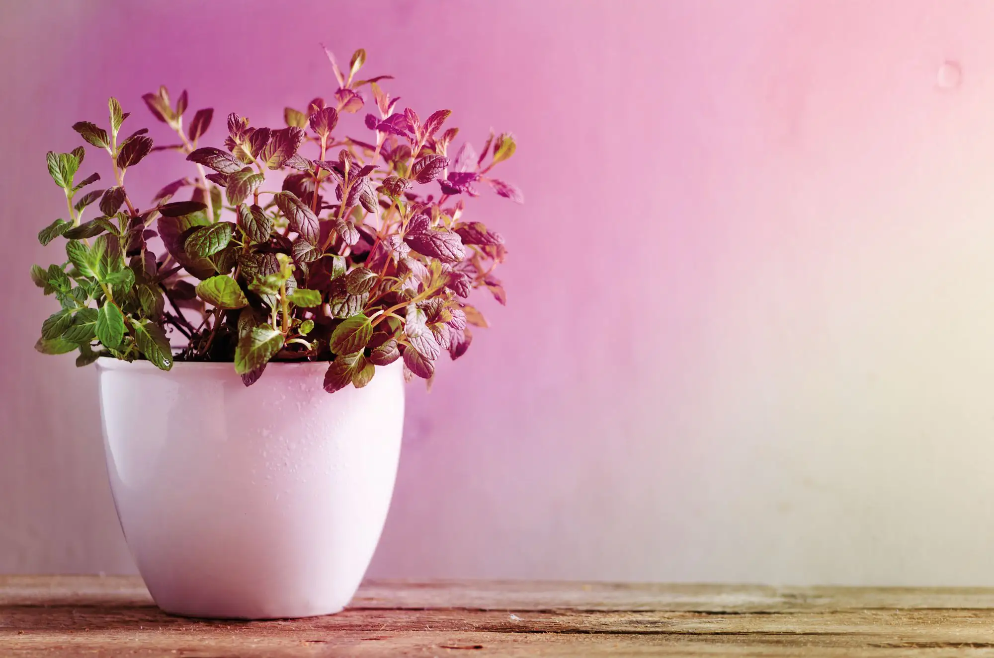 4000870287378_2 Paulmann LED Filament Plant PAR38 - 6,5 W E27 Reflektor Wachtumslicht klar