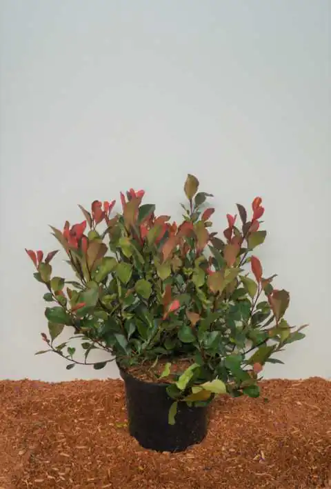 Glanzmispel 'Red Robin' 5 l Container, Heckenpflanze