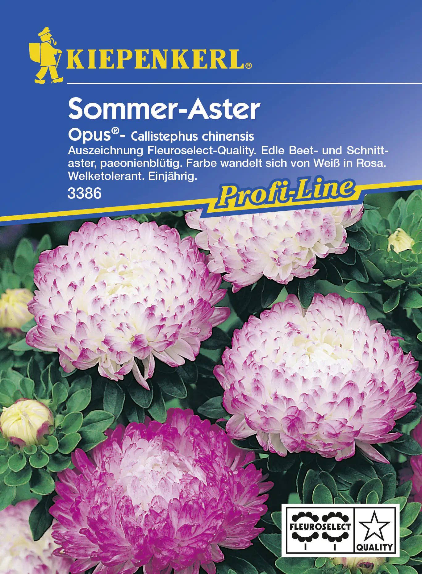 Kiepenkerl Sommeraster Opus Callistephus chinensis, Inhalt: ca. 30 Pflanzen