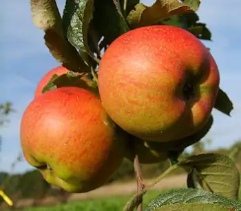 Apfelbaum Roter Berlepsch 7,5 L Container