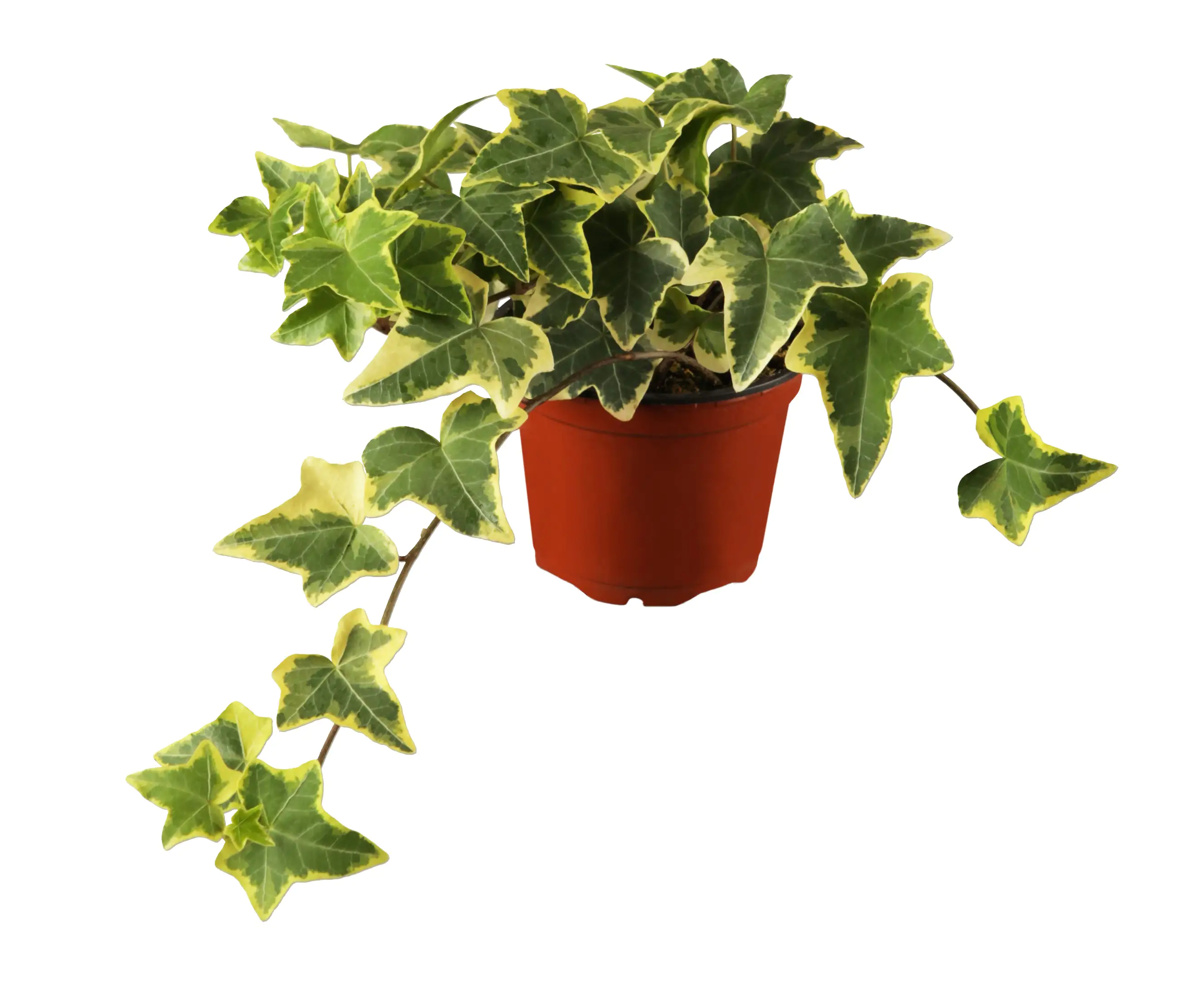 Efeu gelbbunt 11 cm Topf