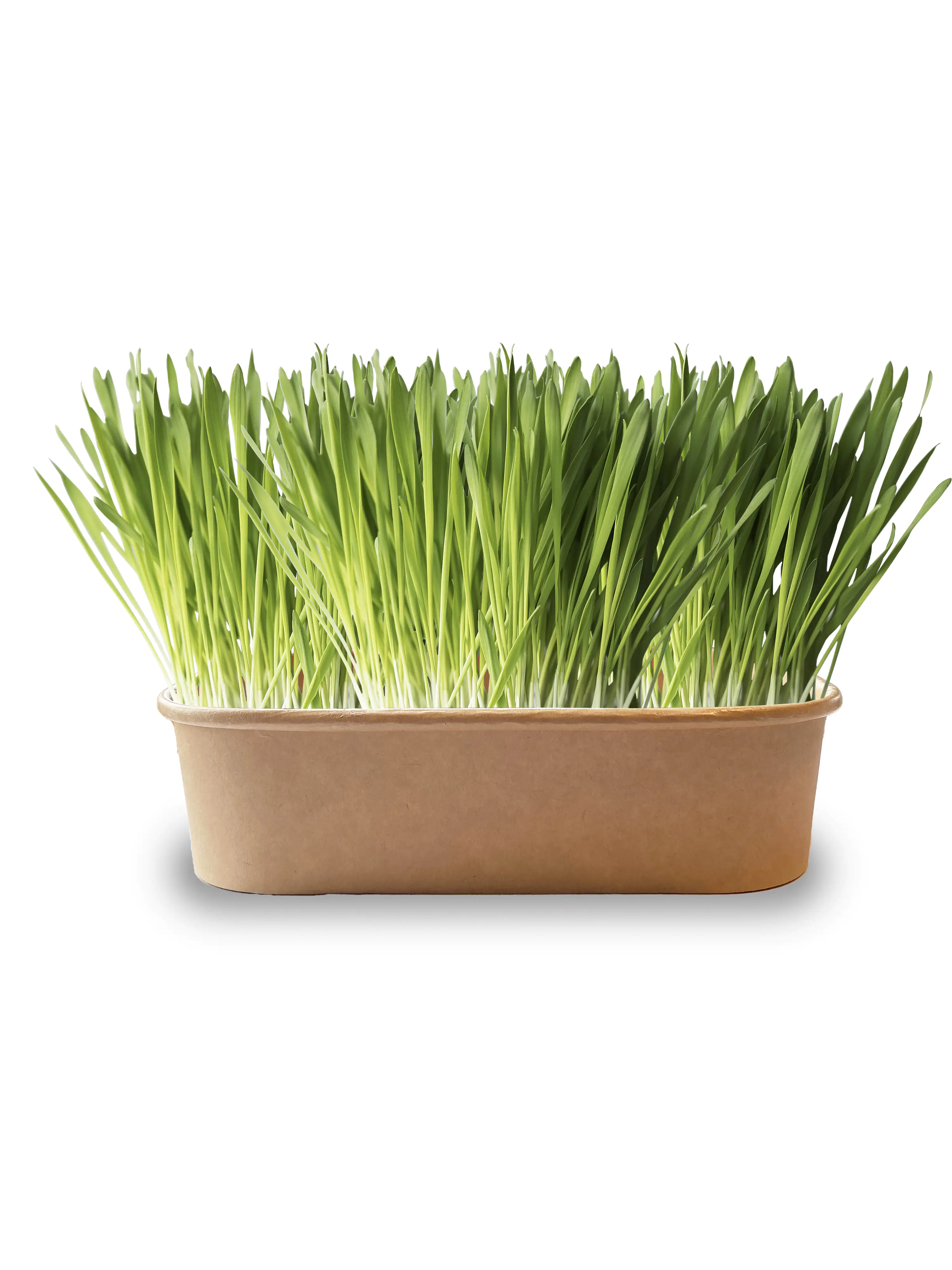 Baza Seeds Pet Buffet Gras Delicieux für Meerschweinchen