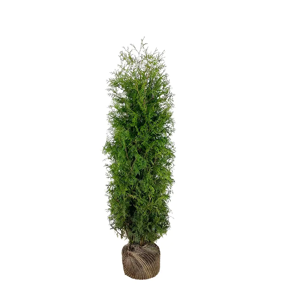 Lebensbaum Thuja occ. Brabant H 120 - 140 cm, 20 Stück