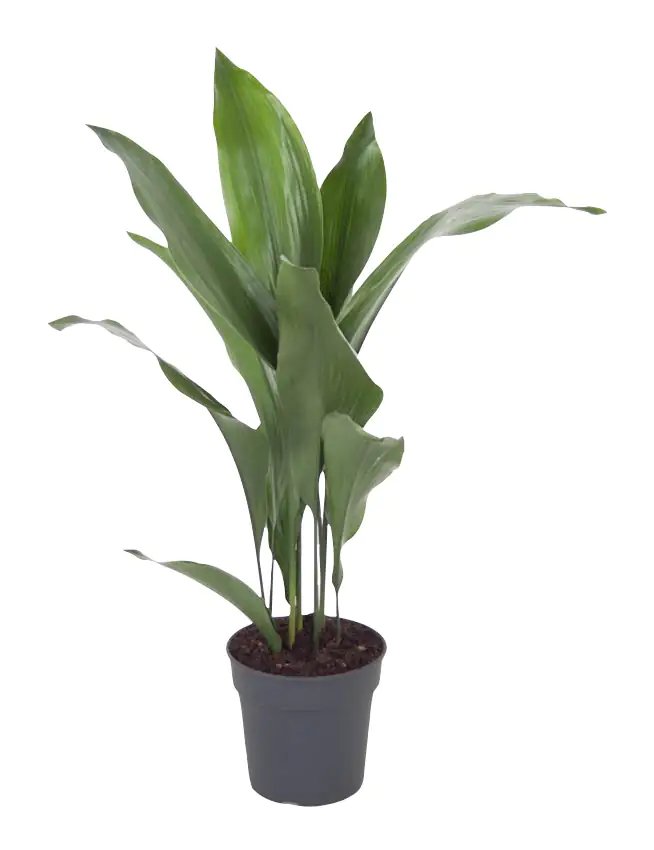 Aspidistra Elatior Schusterpalme 40-60 cm 17 cm Topf