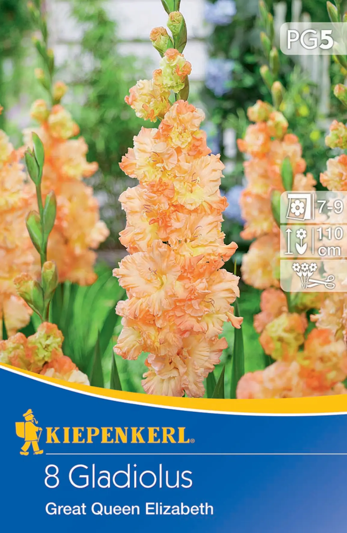 Kiepenkerl Großblumige Gladiole The Great Queen Elisabeth