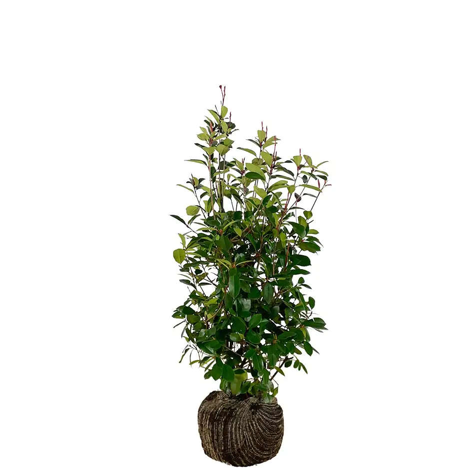 Glanzmispel Photinia fraseri Red Robin H 80 - 100 cm, 25 Stück