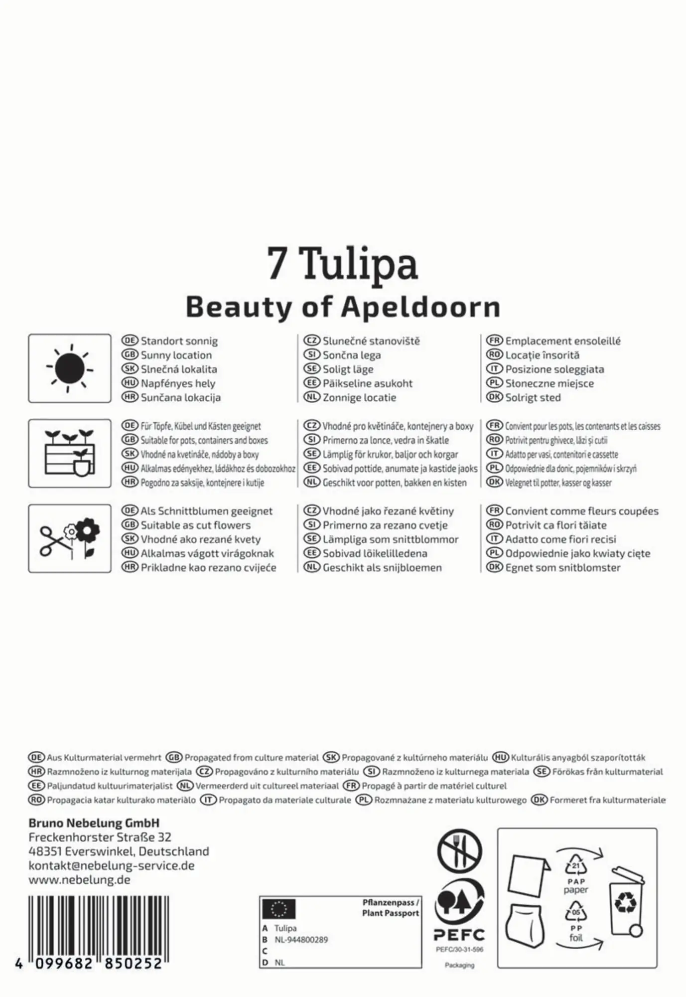 Kiepenkerl Herbstblumenzwiebel Darwin-Hybrid-Tulpe Beauty of Apeldoorn 7 Pflanzen