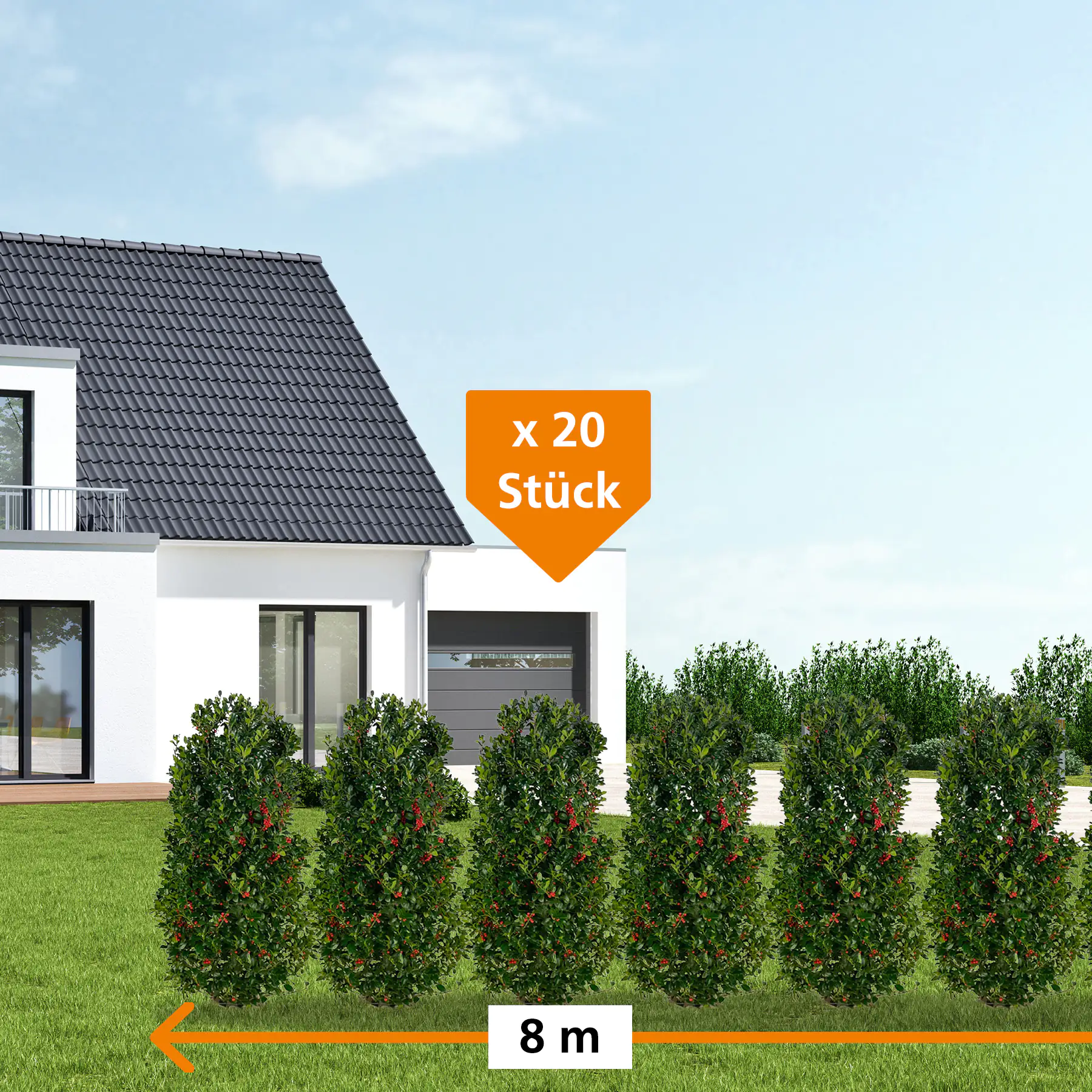 Stechpalme Ilex merservae Heckenfee H 100 - 120 cm, 20 Stück Stechpalme Ilex merservae Heckenfee H 100 - 120 cm, 20 Stück