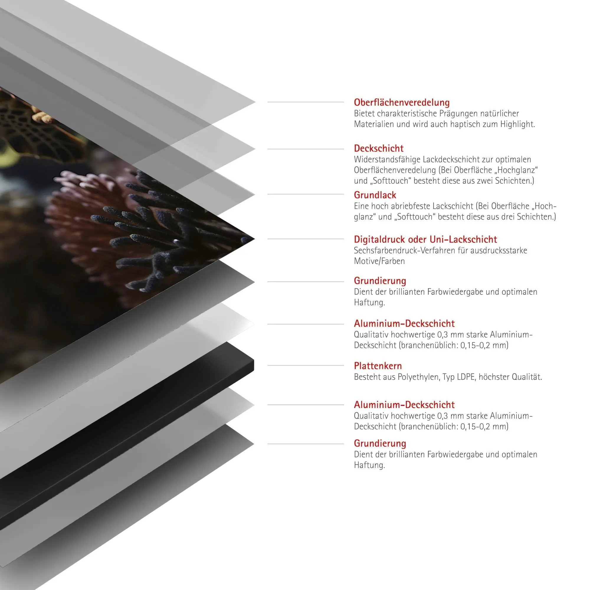 Schulte Duschrückwand DecoDesign Foto 90 x 210 cm Schildkröte